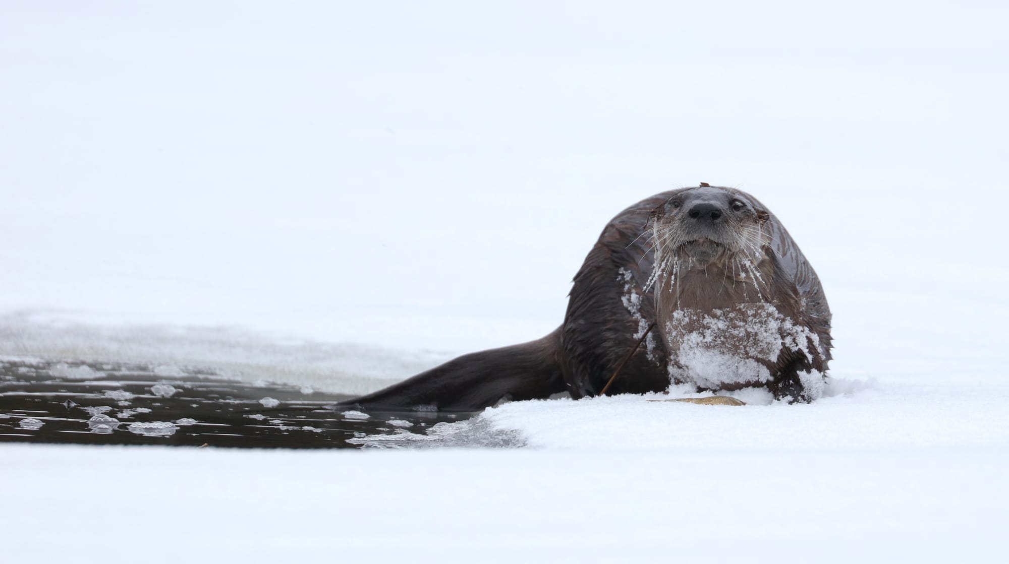 North American River Otter - Tanamakoon Lake - Algonquin Provincial Park - Ontario
