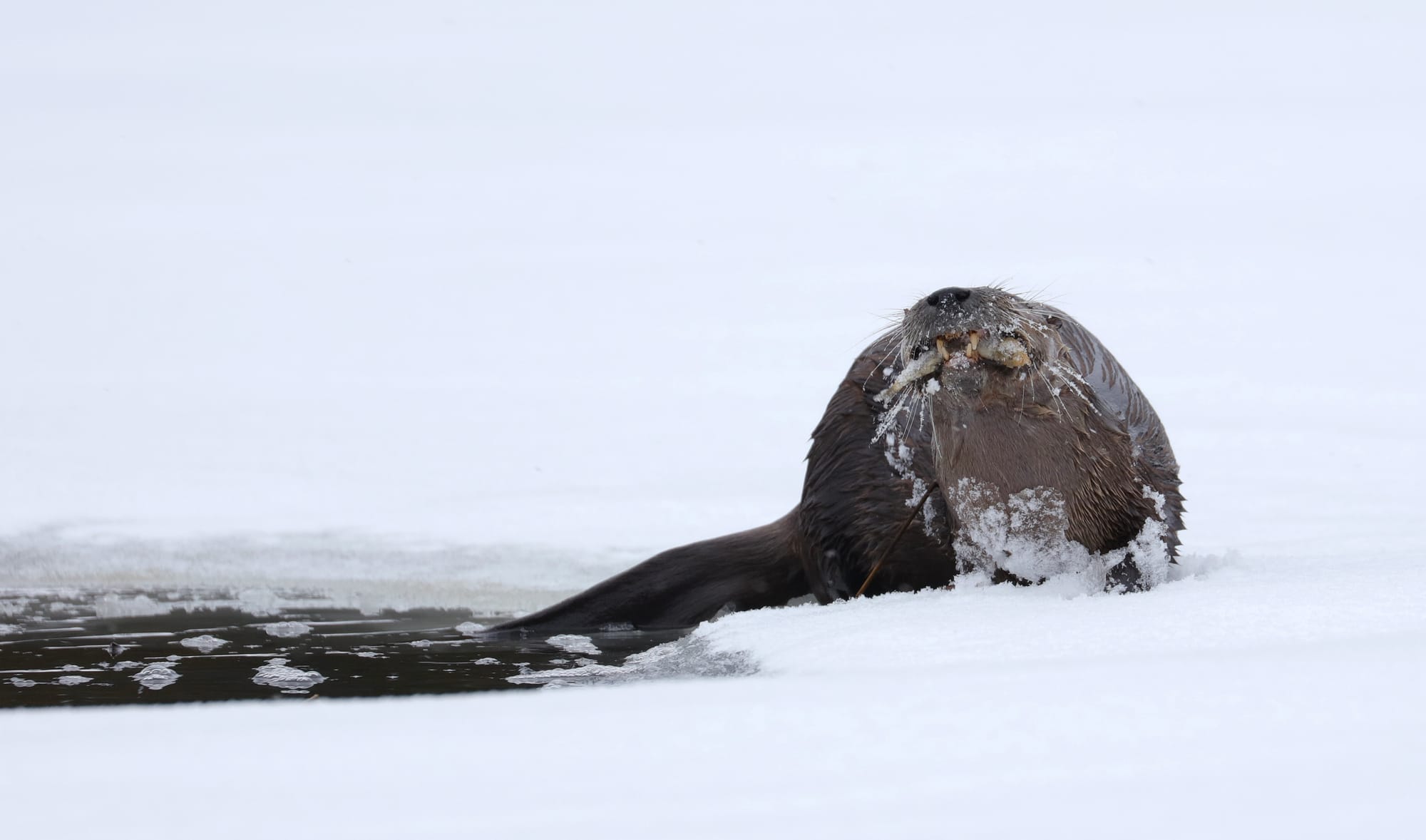 North American River Otter - Tanamakoon Lake - Algonquin Provincial Park - Ontario