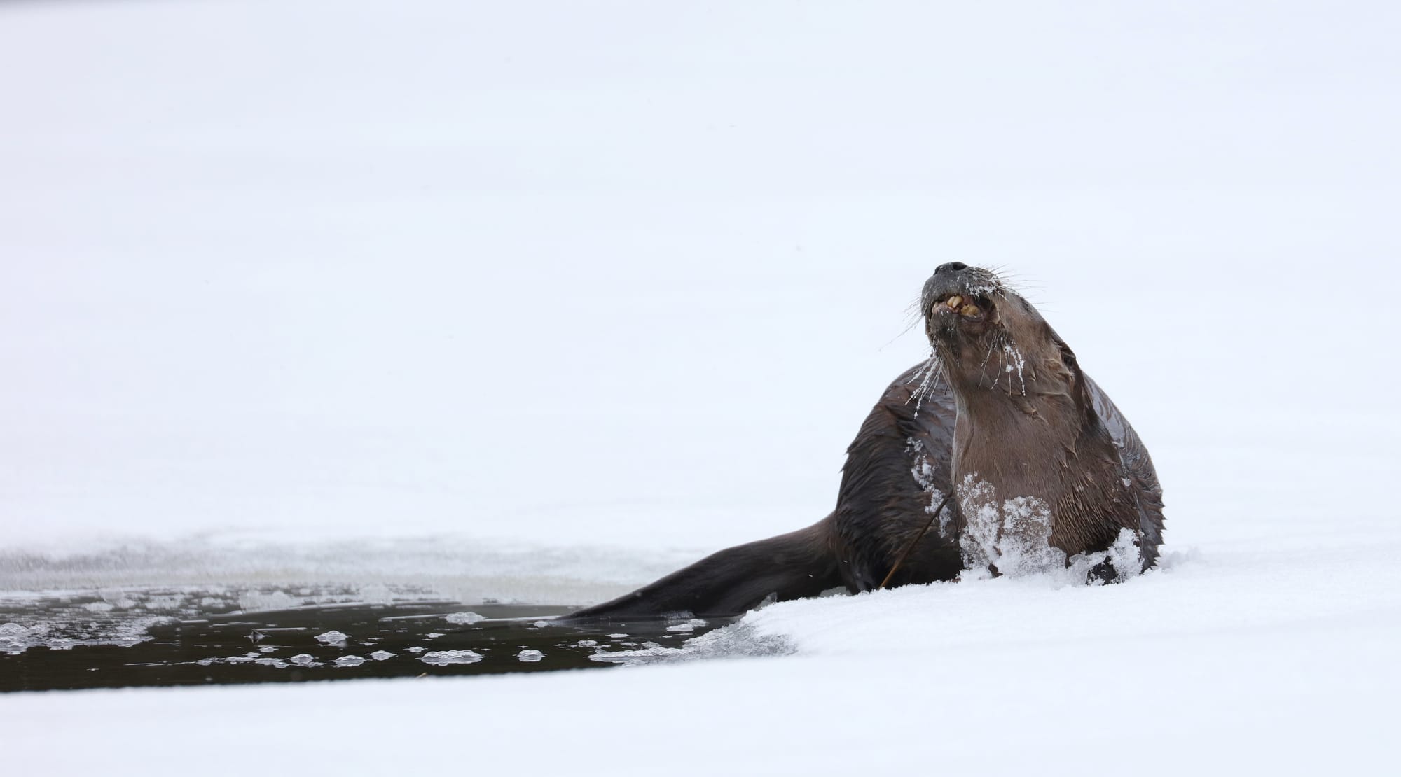 North American River Otter - Tanamakoon Lake - Algonquin Provincial Park - Ontario