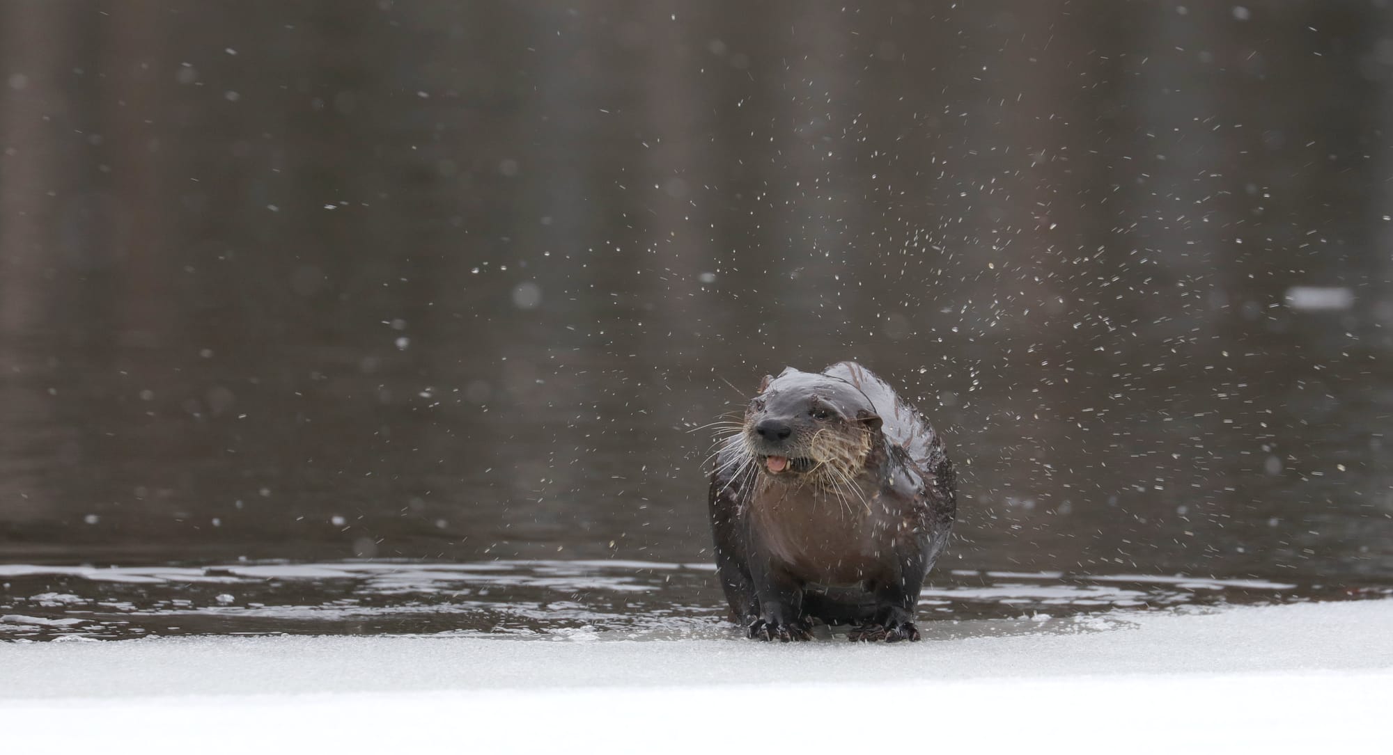 North American River Otter - Tanamakoon Lake - Algonquin Provincial Park - Ontario