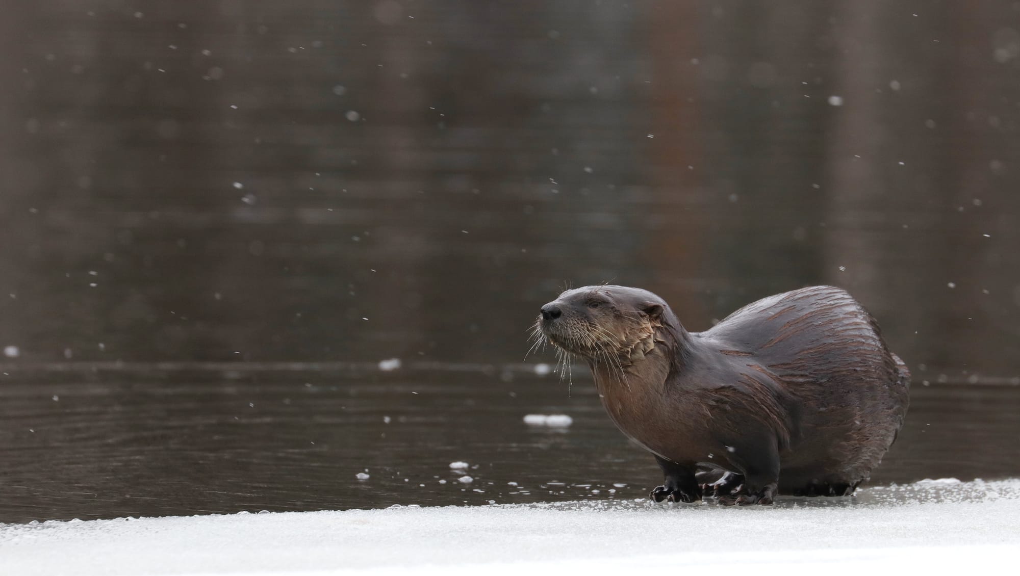 North American River Otter - Tanamakoon Lake - Algonquin Provincial Park - Ontario
