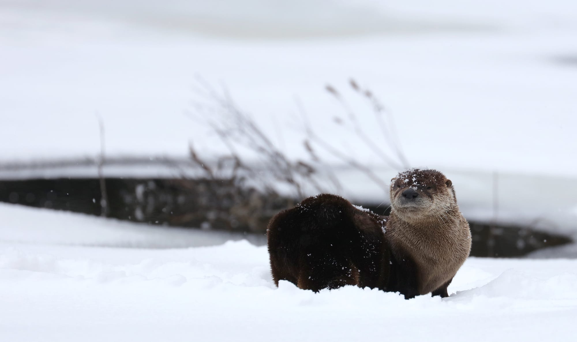 North American River Otter - Tanamakoon Lake - Algonquin Provincial Park - Ontario