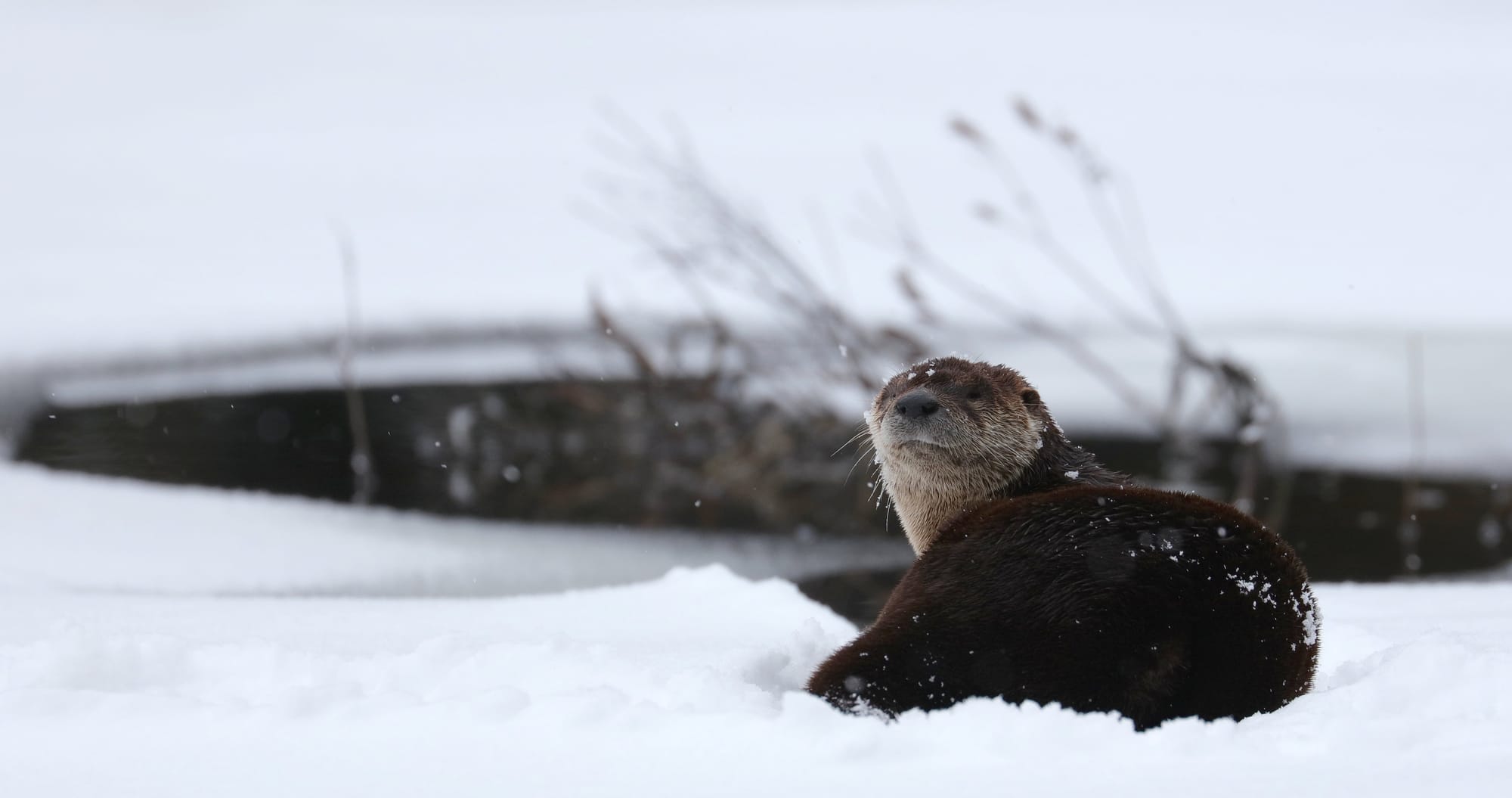 North American River Otter - Tanamakoon Lake - Algonquin Provincial Park - Ontario
