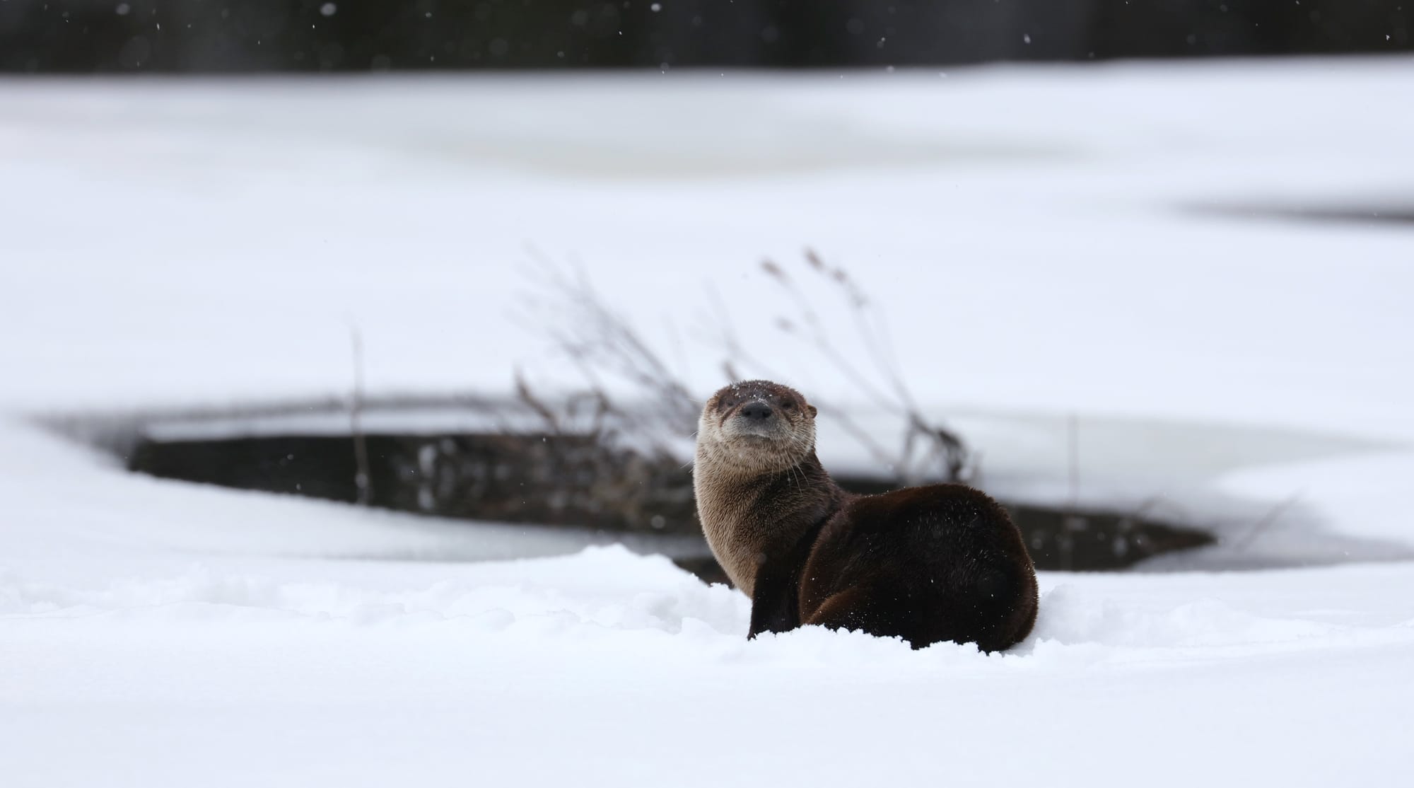 North American River Otter - Tanamakoon Lake - Algonquin Provincial Park - Ontario