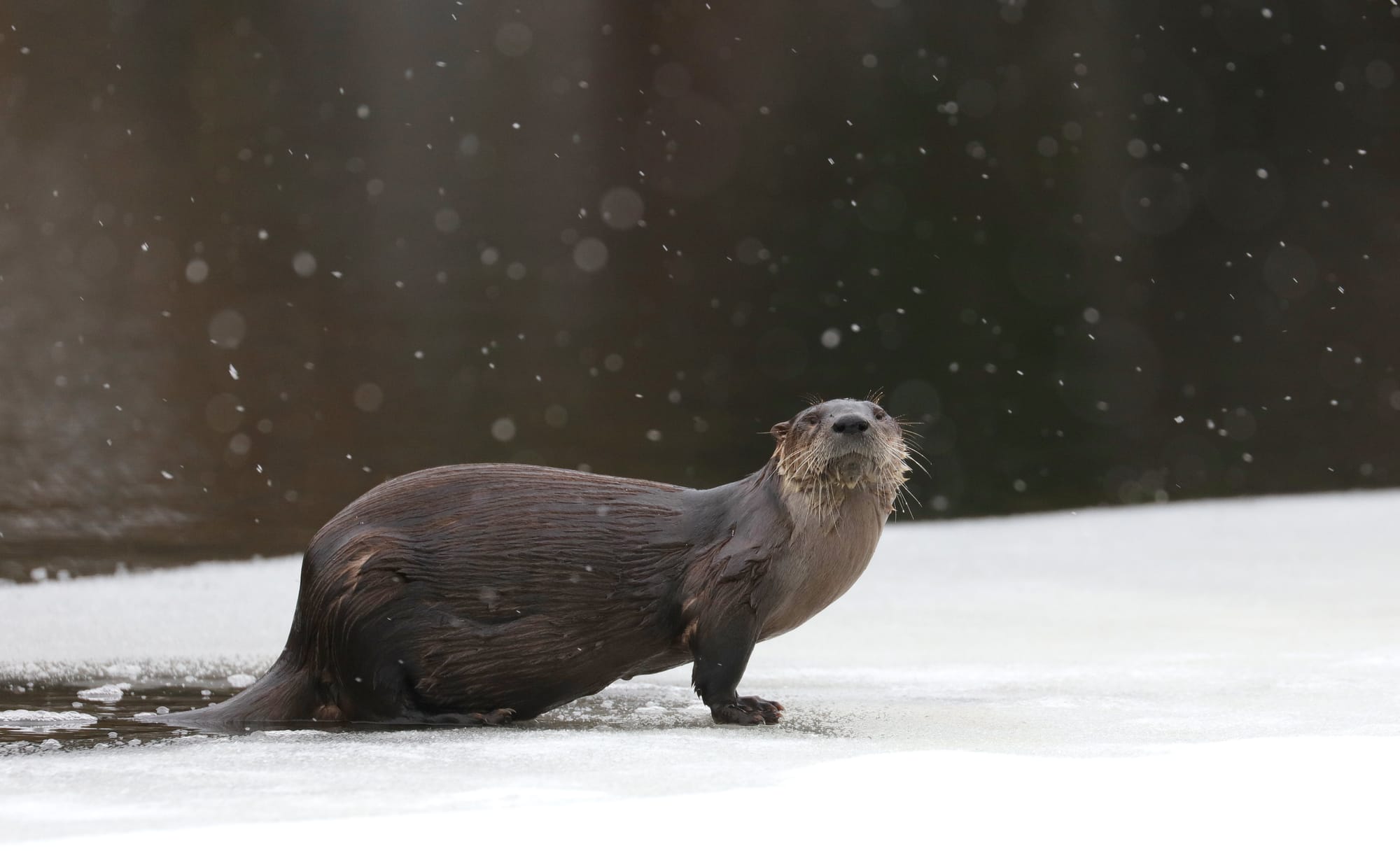 North American River Otter - Tanamakoon Lake - Algonquin Provincial Park - Ontario