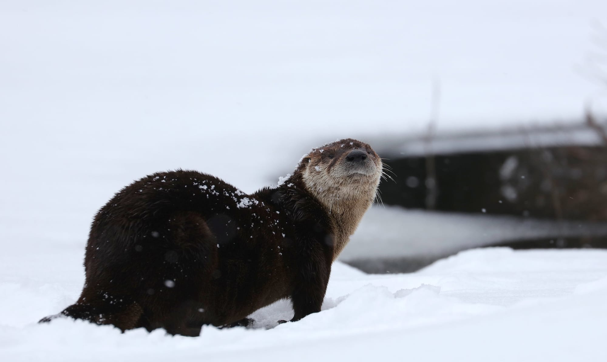 North American River Otter - Algonquin Provincial Park - Ontario - Tanamakoon Lake