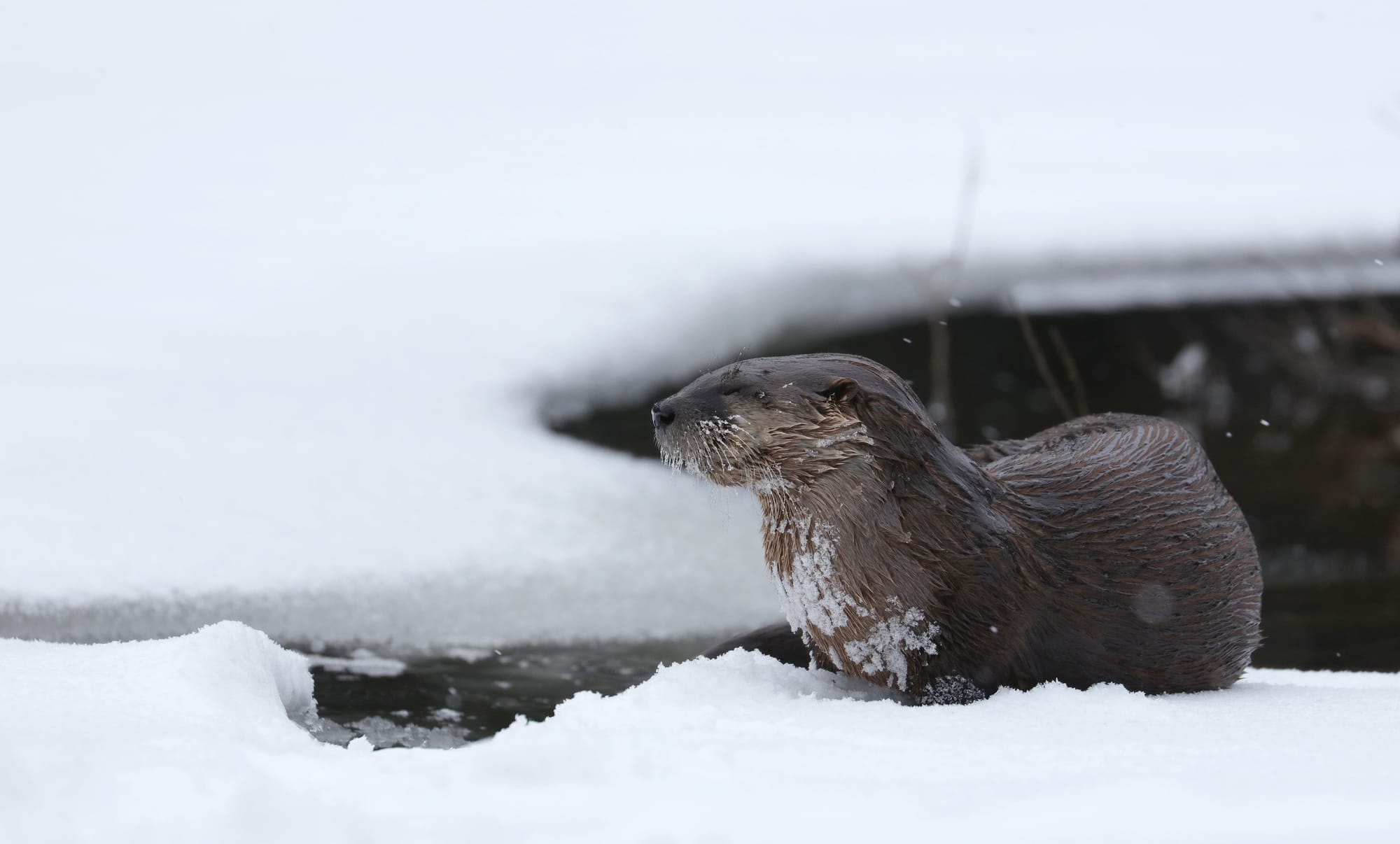 North American River Otter - Tanamakoon Lake - Algonquin Provincial Park - Ontario