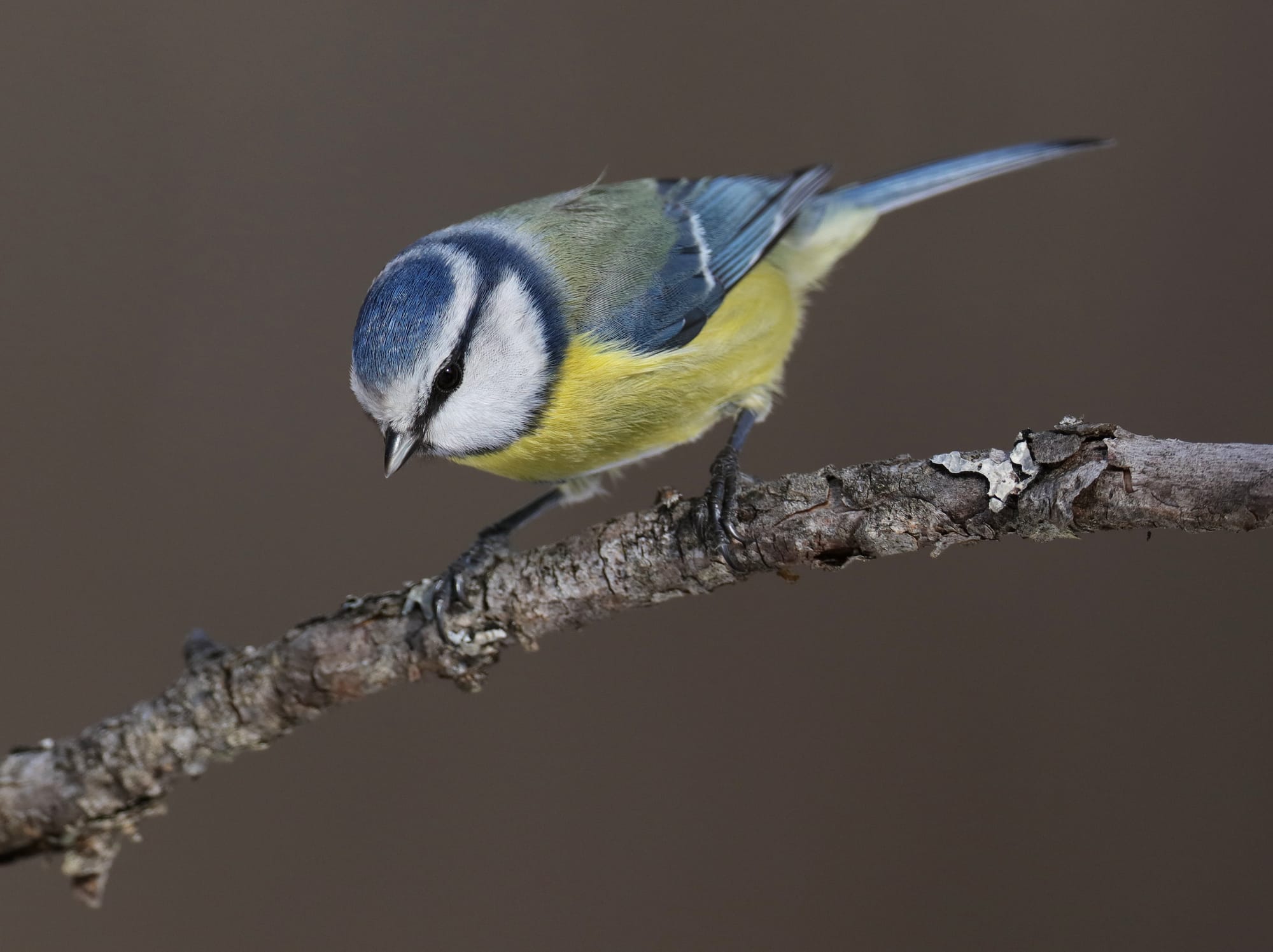Blaumeise - Holzleiten - Tirol - Österreich