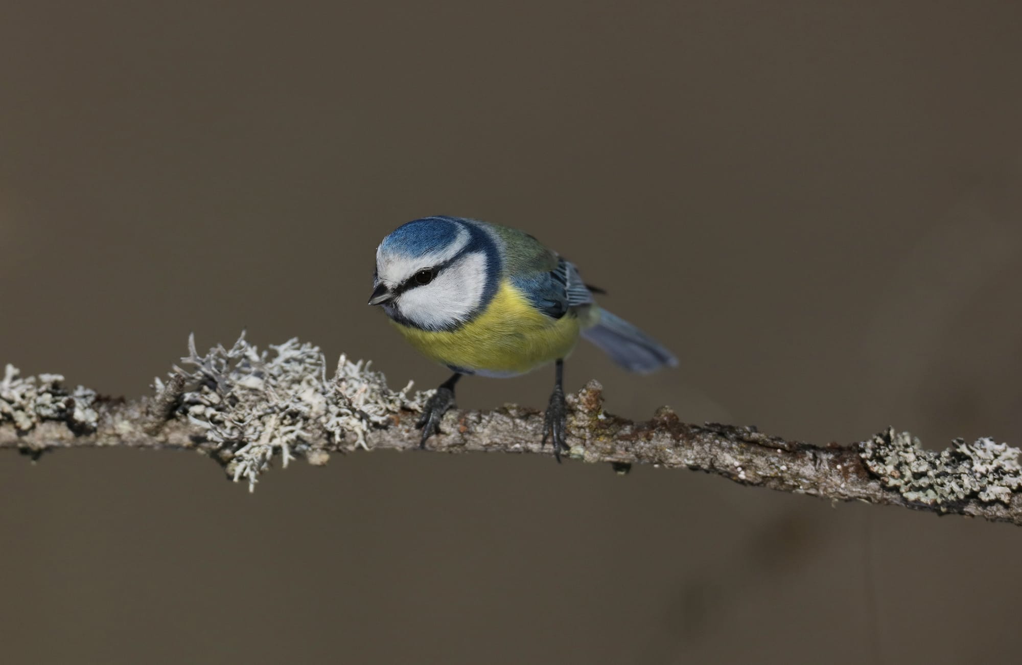Blaumeise - Holzleiten - Tirol - Österreich