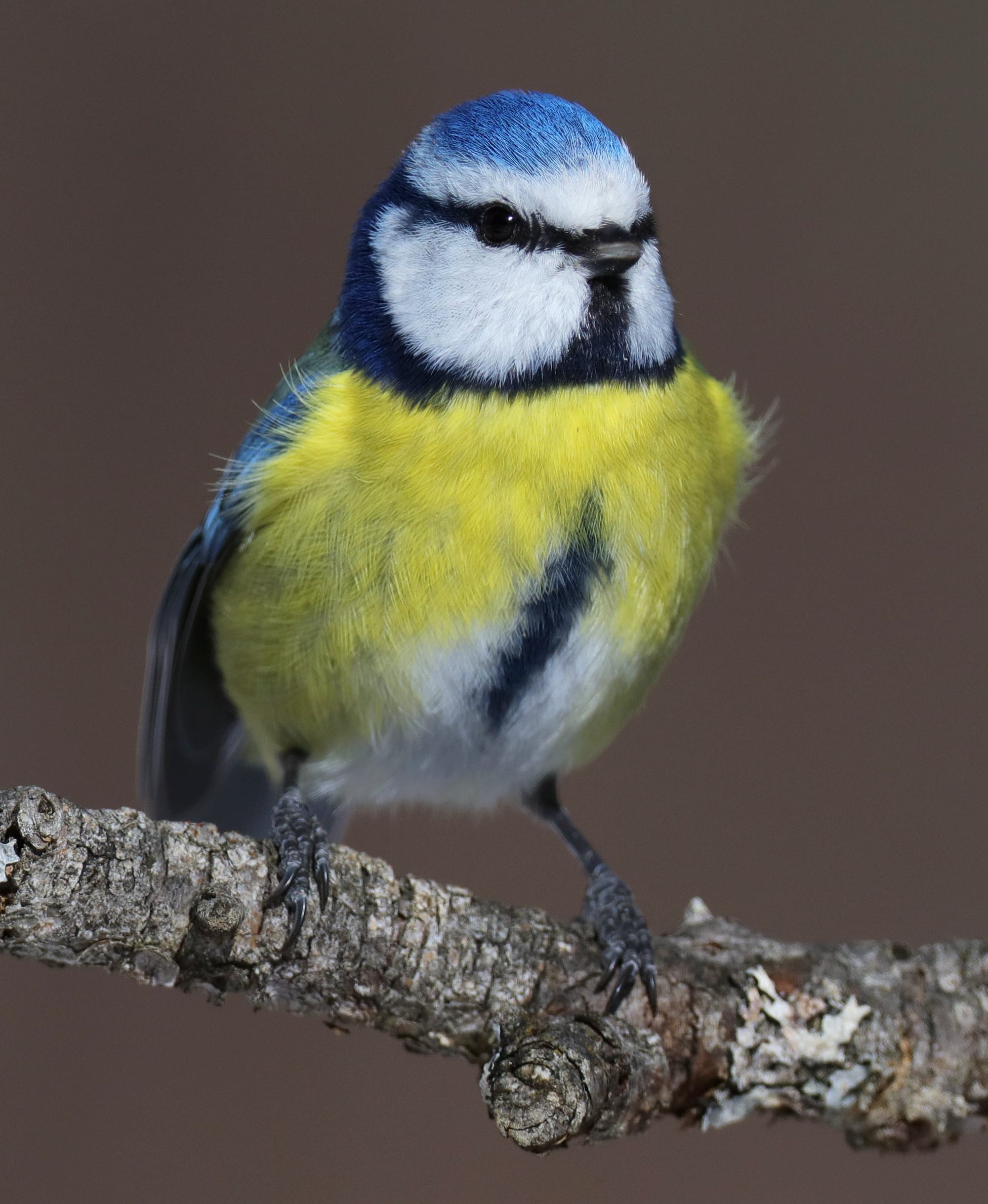 Blaumeise - Holzleiten - Tirol - Österreich