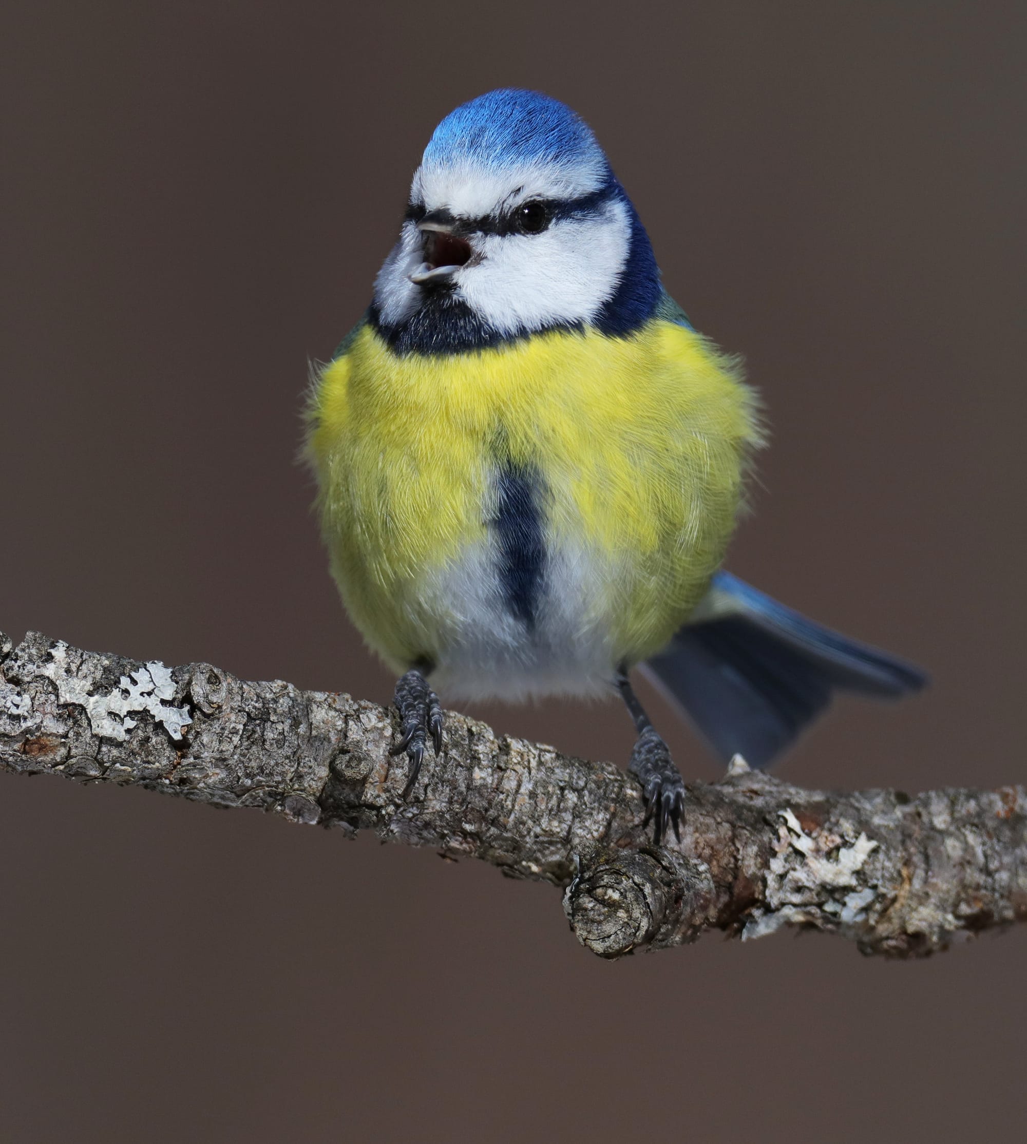 Blaumeise - Holzleiten - Tirol - Österreich