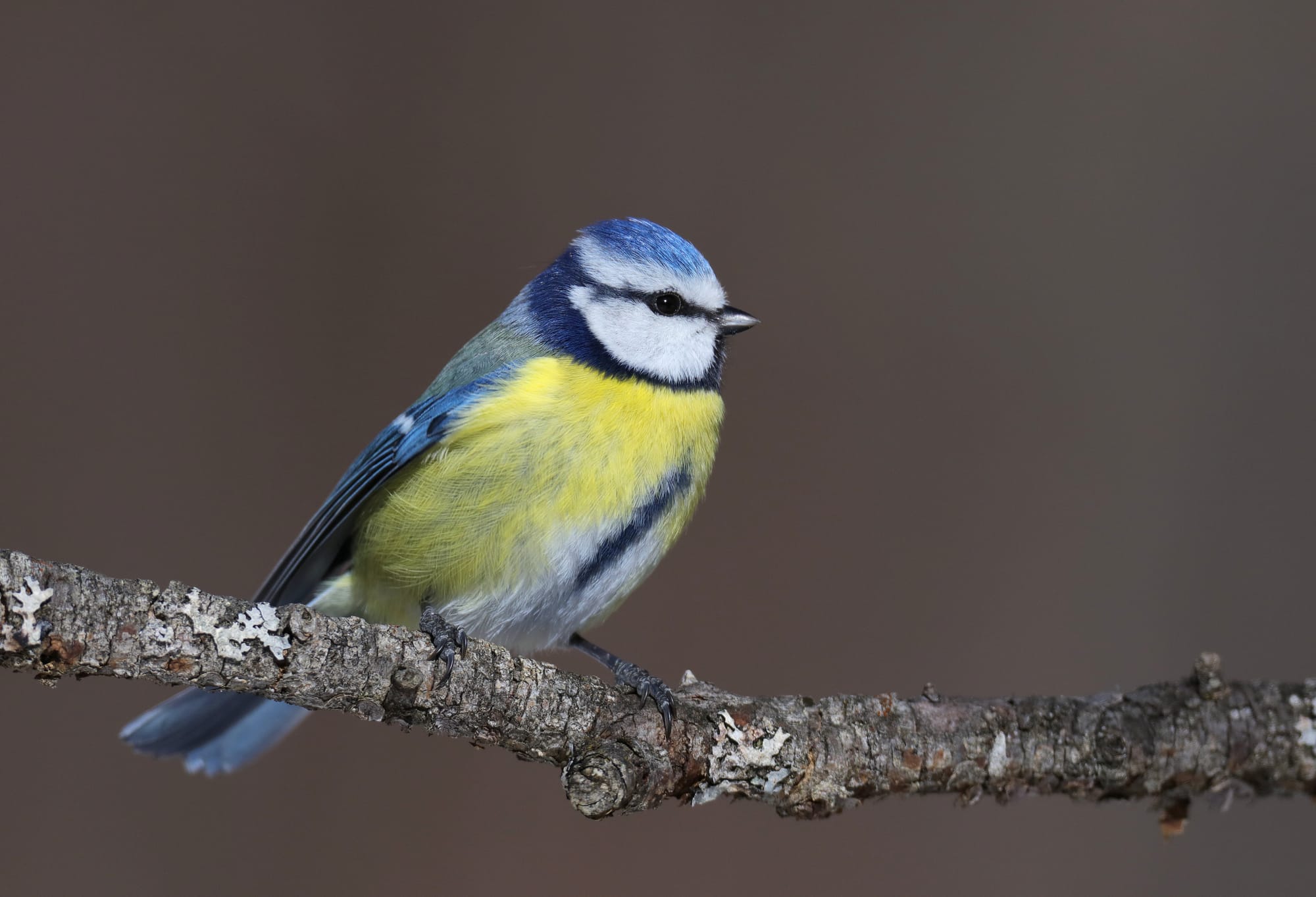 Blaumeise - Holzleiten - Tirol - Österreich