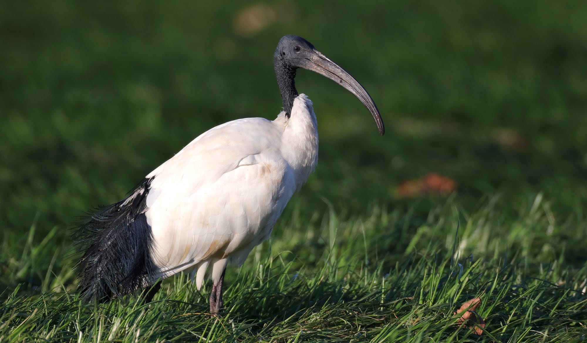 Heiliger Ibis - Po-Ebene - Emilia-Romagna - Italien
