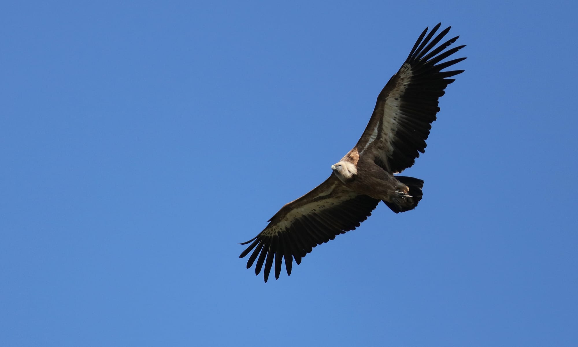 Grifone Eurasiatico - Riserva Naturale Regionale del Lago di Cornino - Friuli