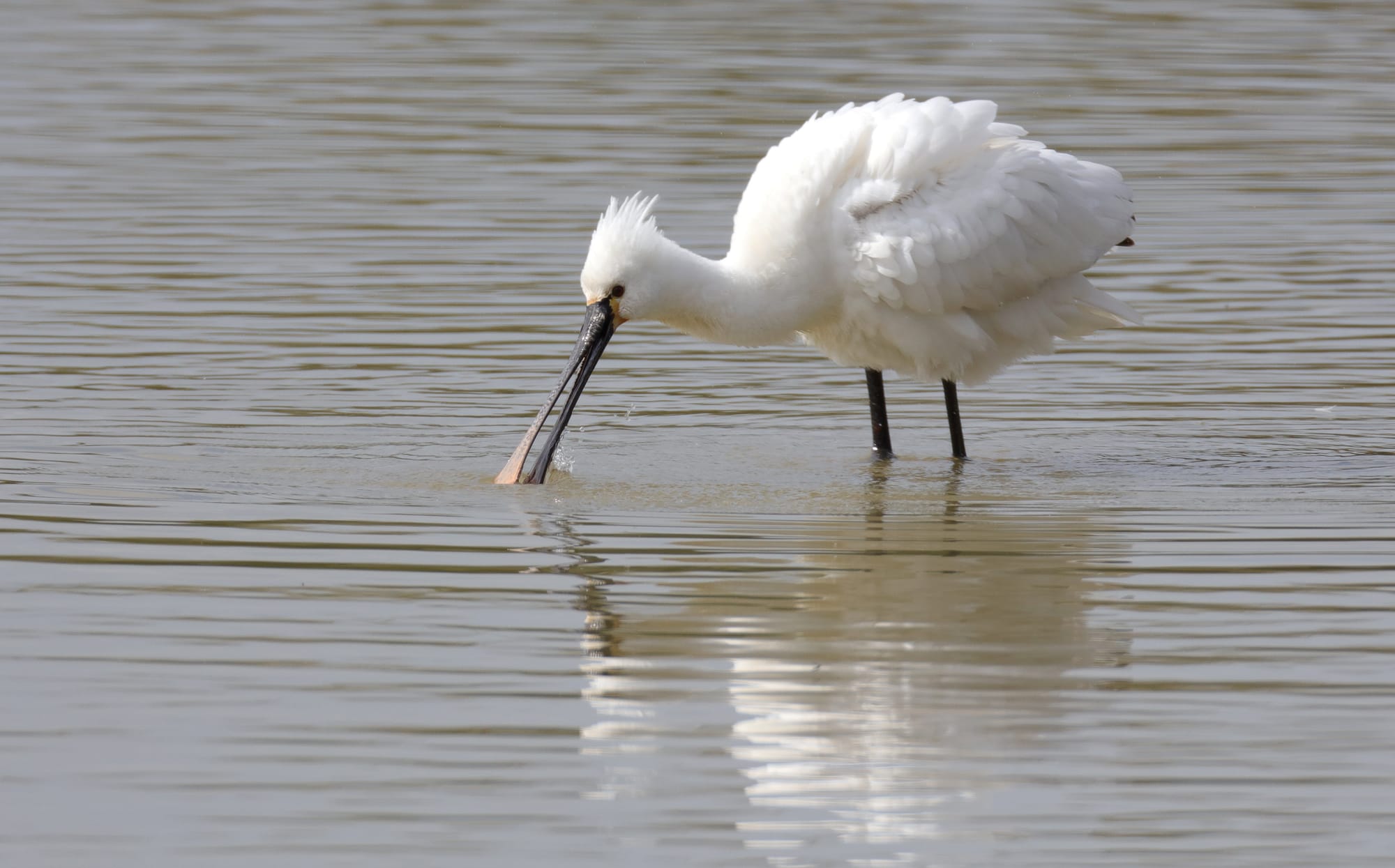 Spatola Bianca - Isola della Cona - Friuli