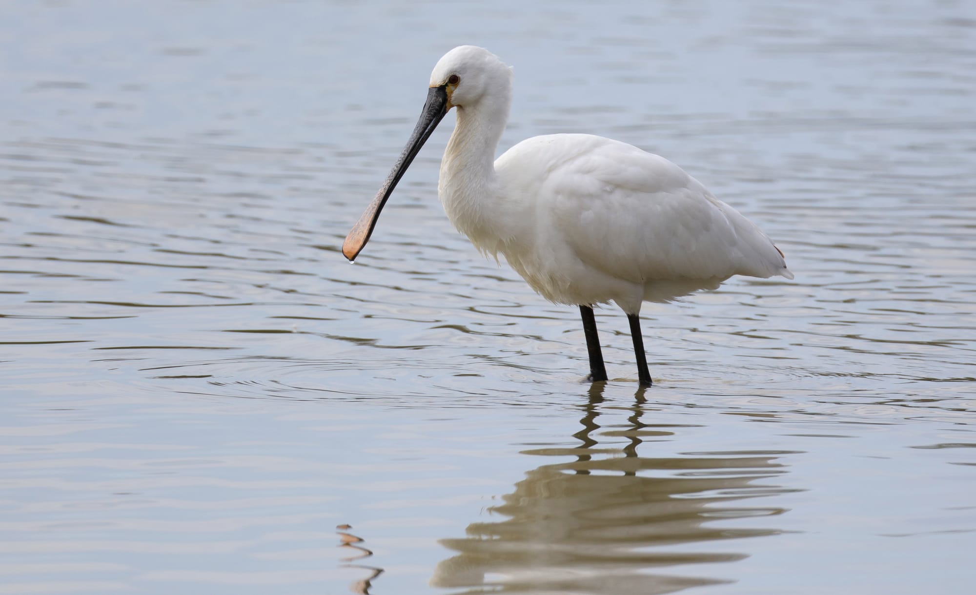 Eurasian Spoonbill - Isola della Cona - Friuli