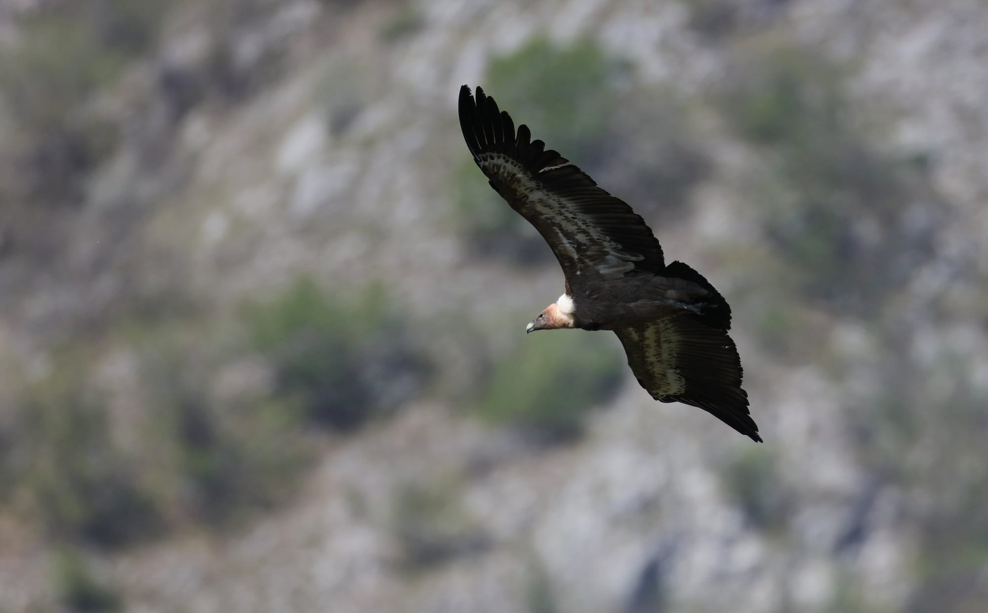 Grifone Eurasiatico - Riserva Naturale Regionale del Lago di Cornino - Friuli