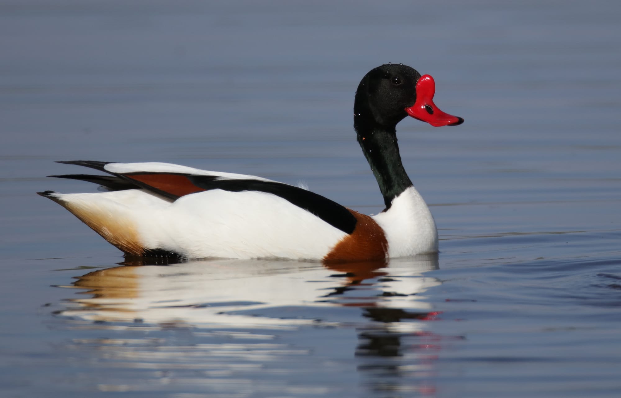 Volpoca - Isola della Cona - Friuli