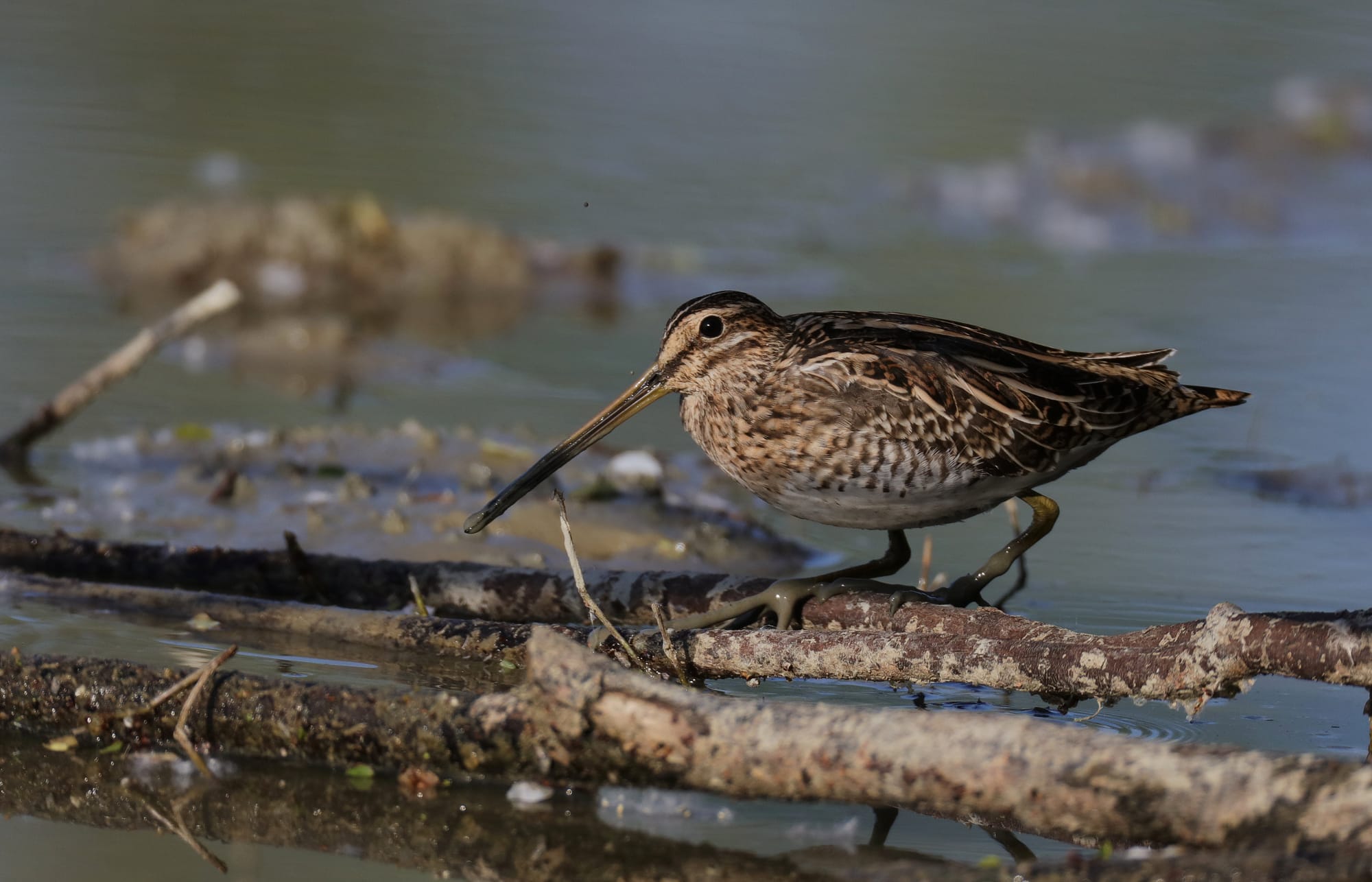Common Snipe - Isola della Cona - Friuli