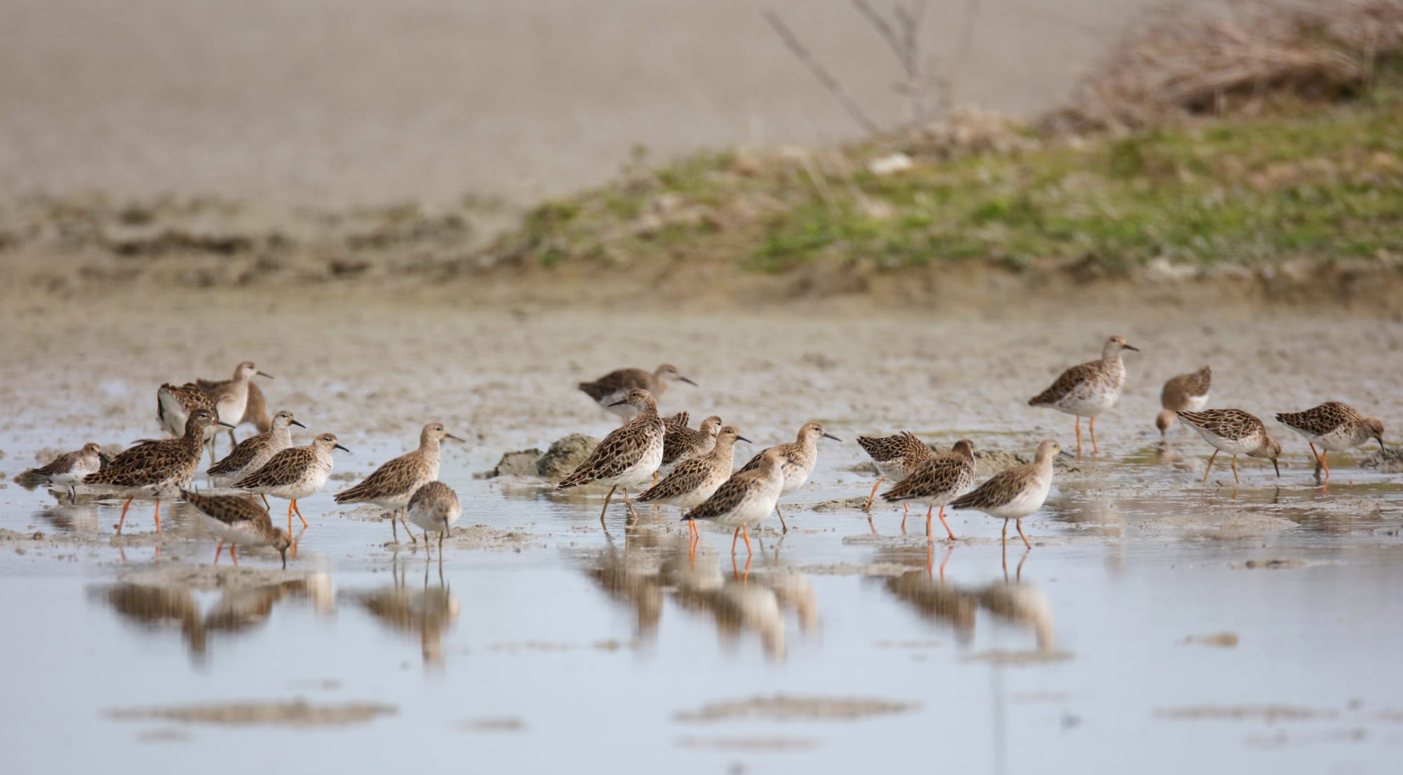 Ruff - Isola della Cona - Friuli