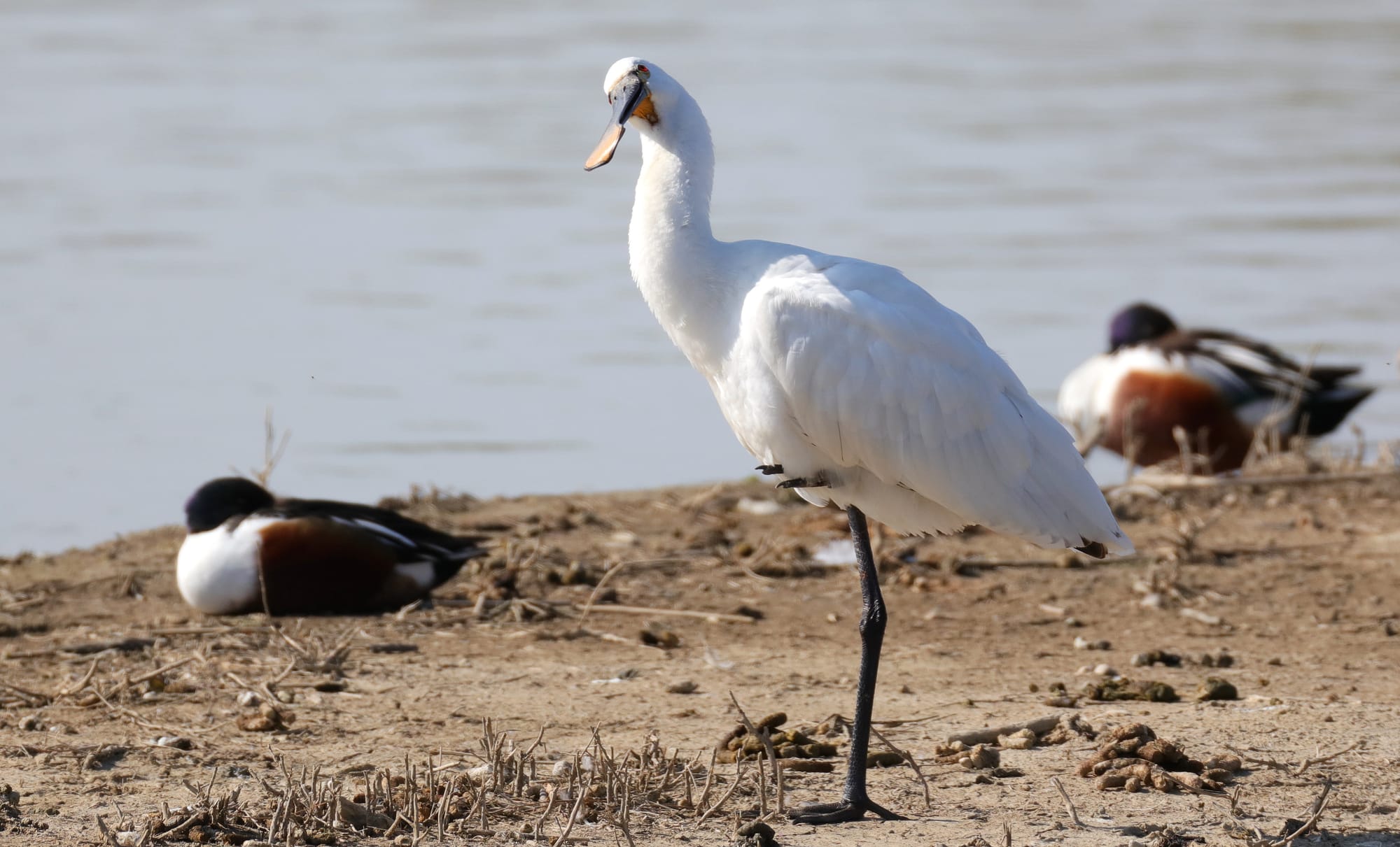 Spatola Bianca - Isola della Cona - Friuli