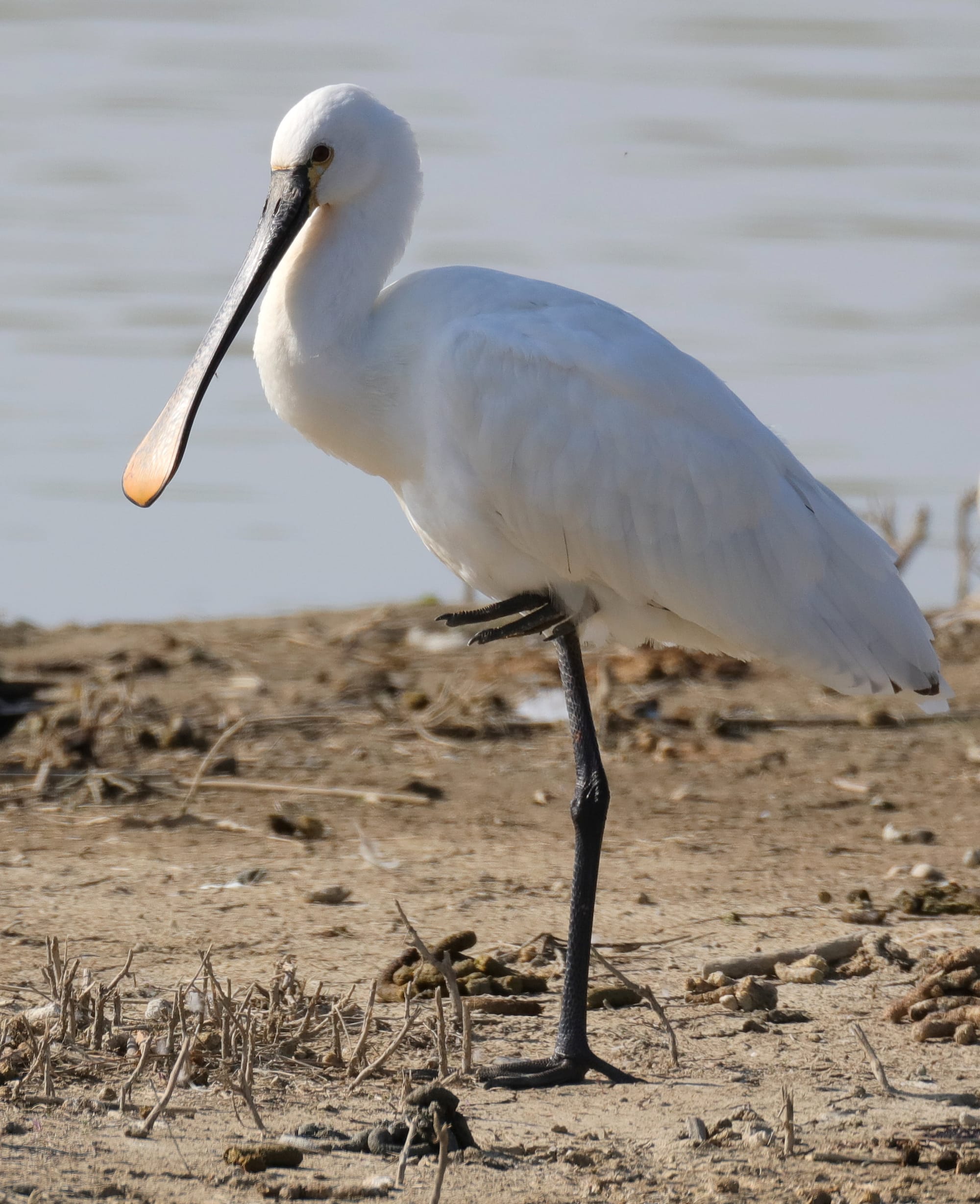 Spatola Bianca - Isola della Cona - Friuli