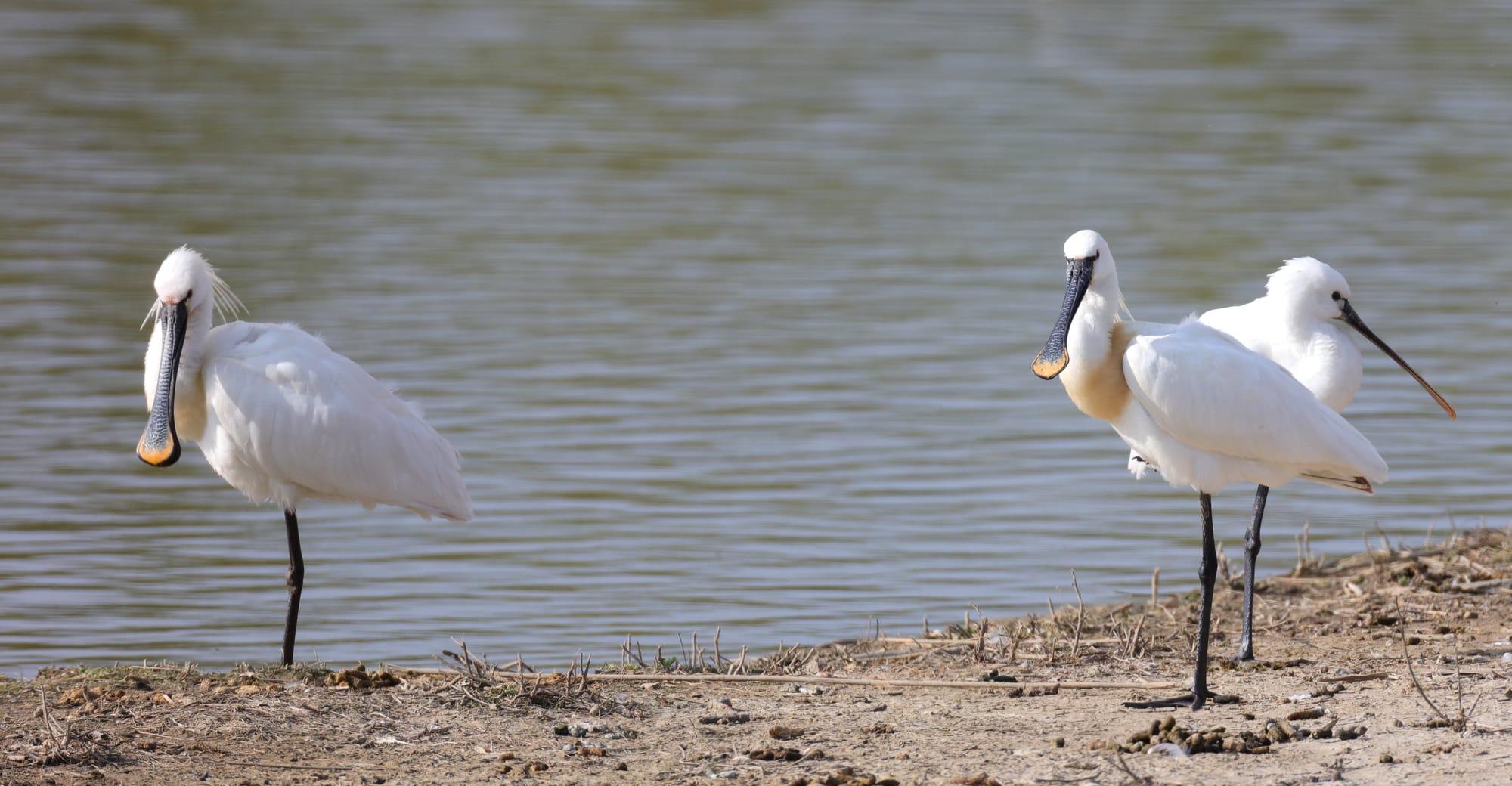 Spatola Bianca - Isola della Cona - Friuli