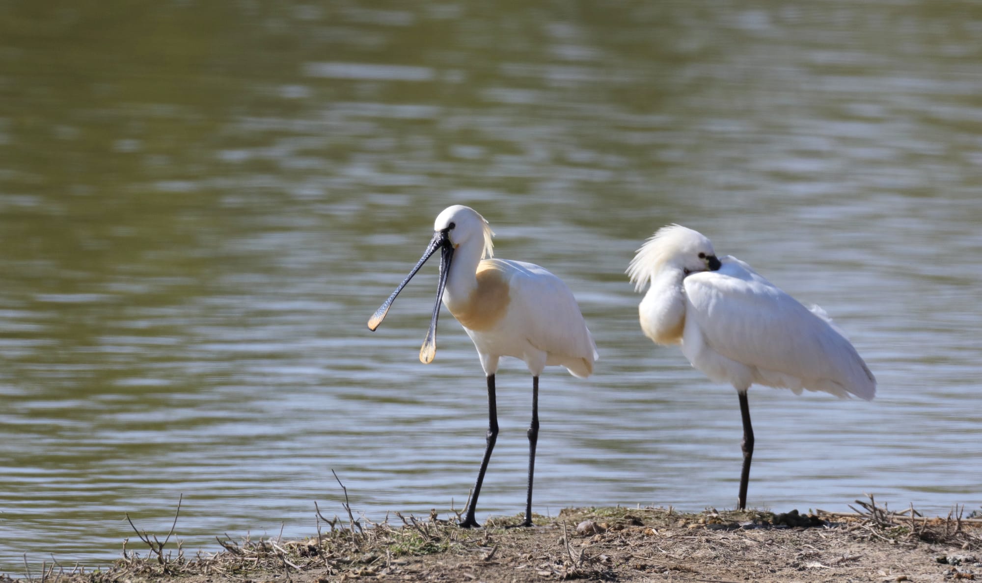 Spatola Bianca - Isola della Cona - Friuli