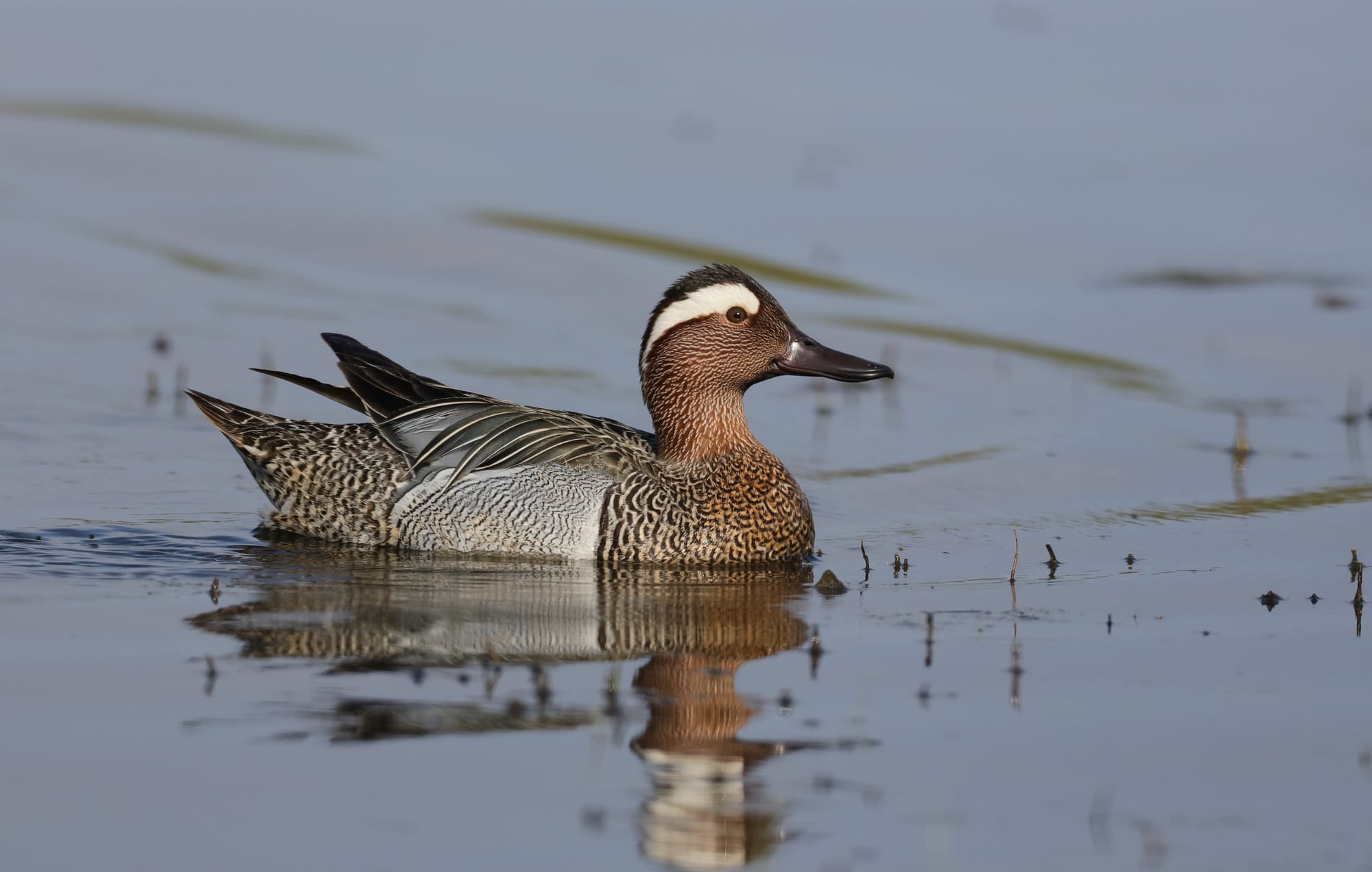 Marzaiola Eurasiatica - Isola della Cona - Friuli