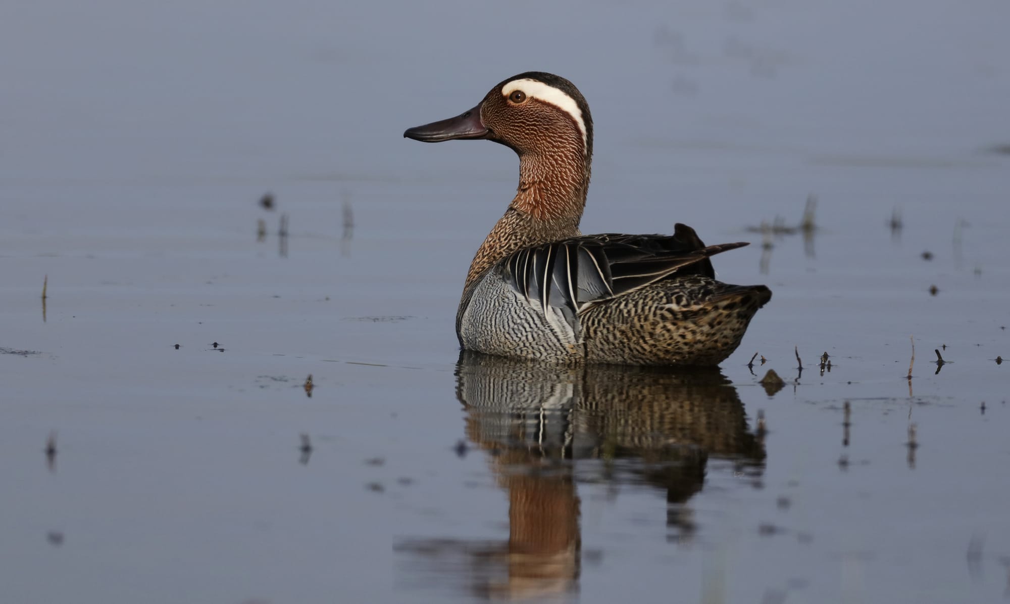 Garganey - Isola della Cona - Friuli