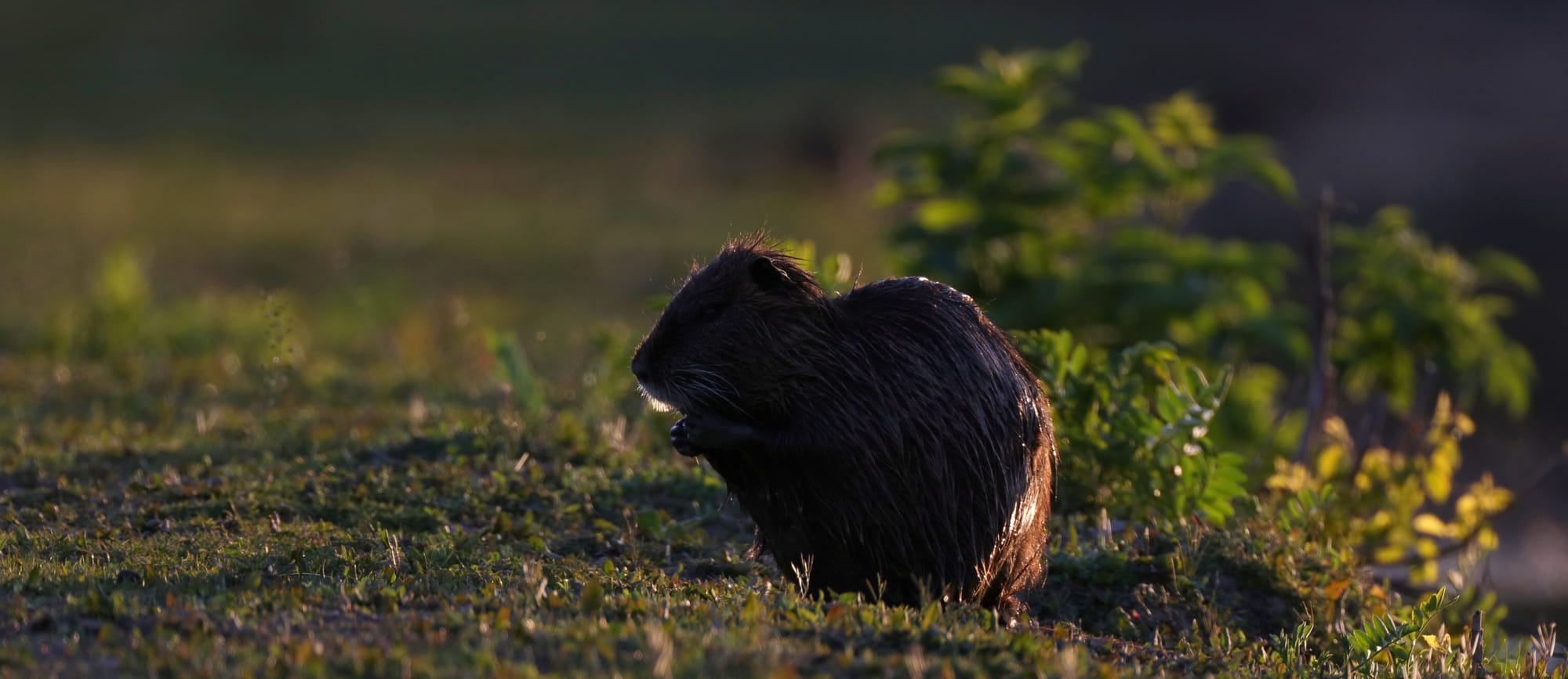 Nutria - Isola della Cona - Friuli