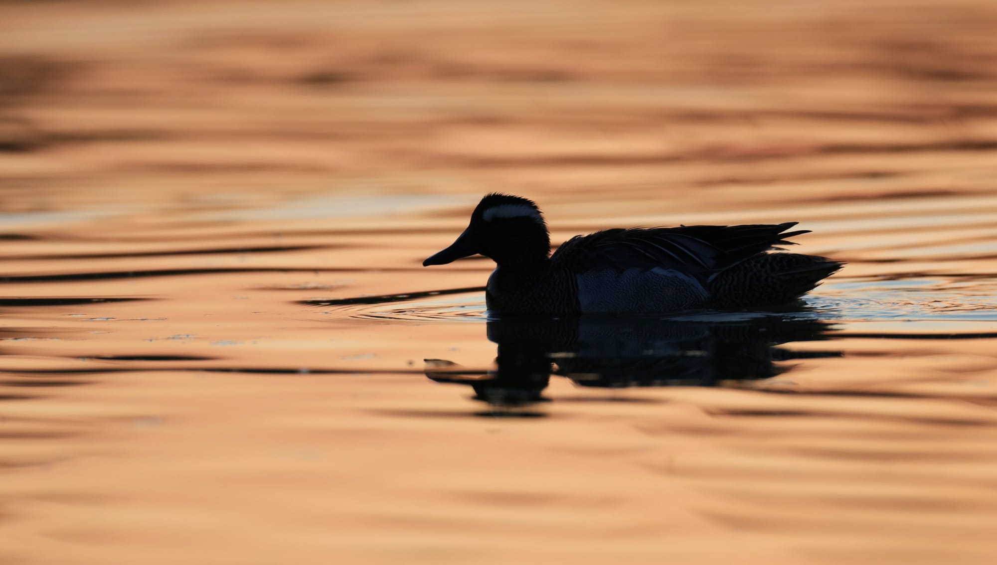 Marzaiola Eurasiatica - Isola della Cona - Friuli