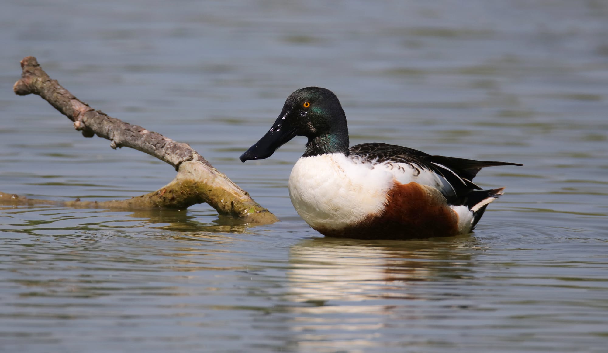 Mestolone Comune - Oasi di Torrile - Pianura Padana - Emilia-Romagna