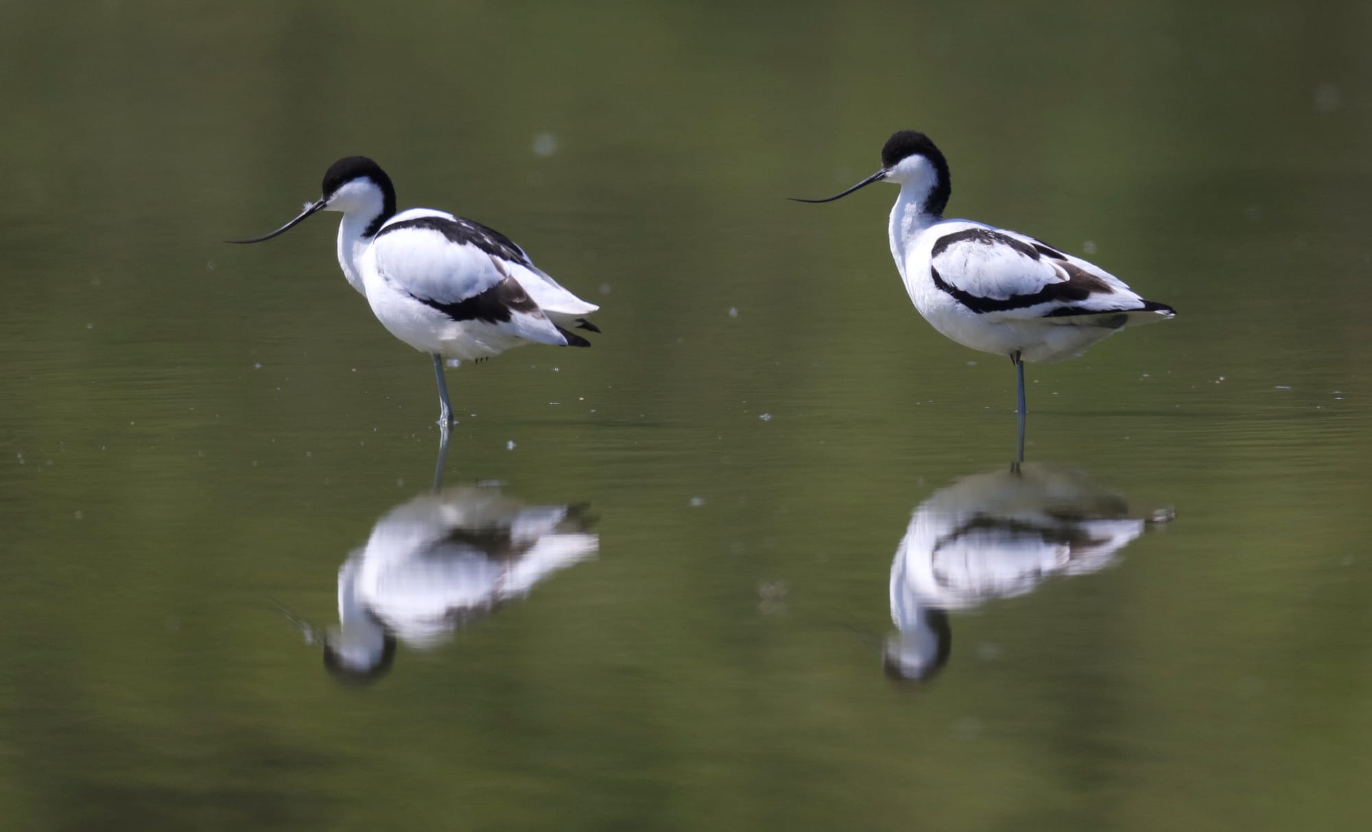 Avocetta Comune - Oasi di Torrile - Pianura Padana - Emilia-Romagna