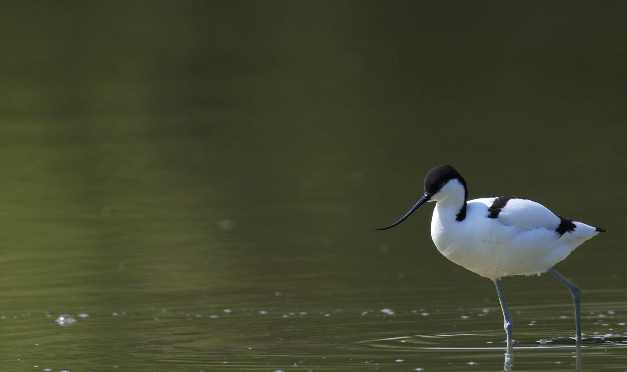 Avocetta Comune - Oasi di Torrile - Pianura Padana - Emilia-Romagna