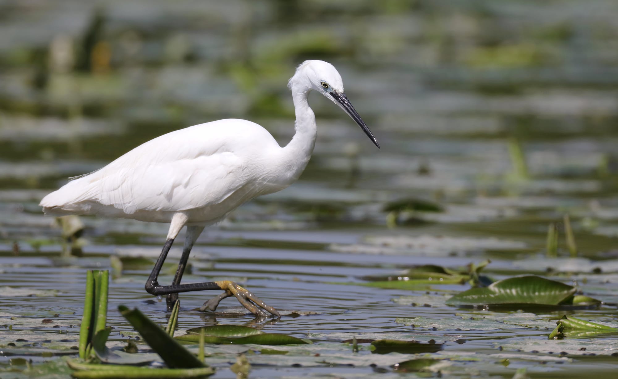 Little Egret - Oasi di Torrile - Po Valley - Emilia-Romagna
