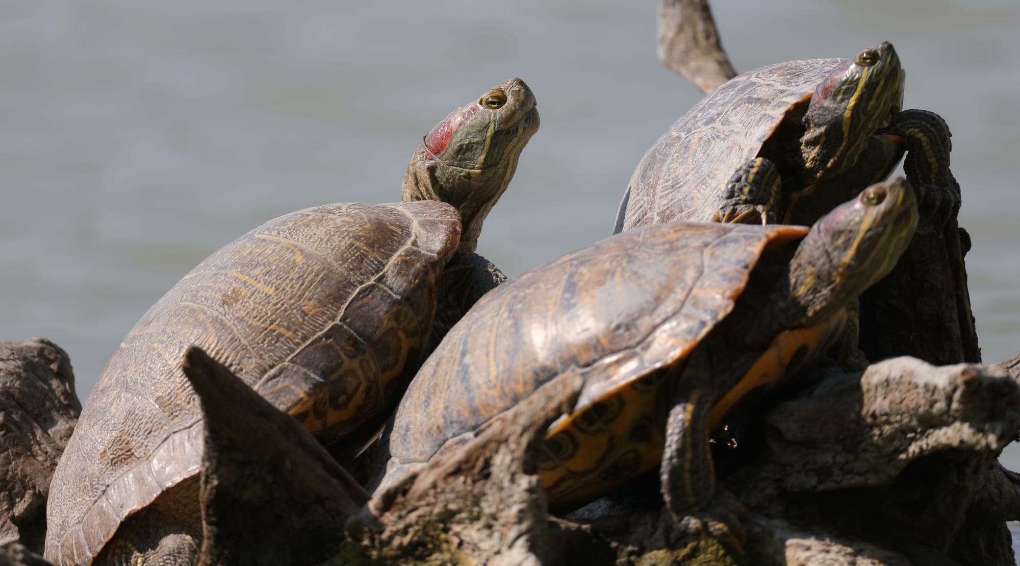 Rotwangen-Schmuckschildkröte - Oasi di Torrile - Emilia-Romagna
