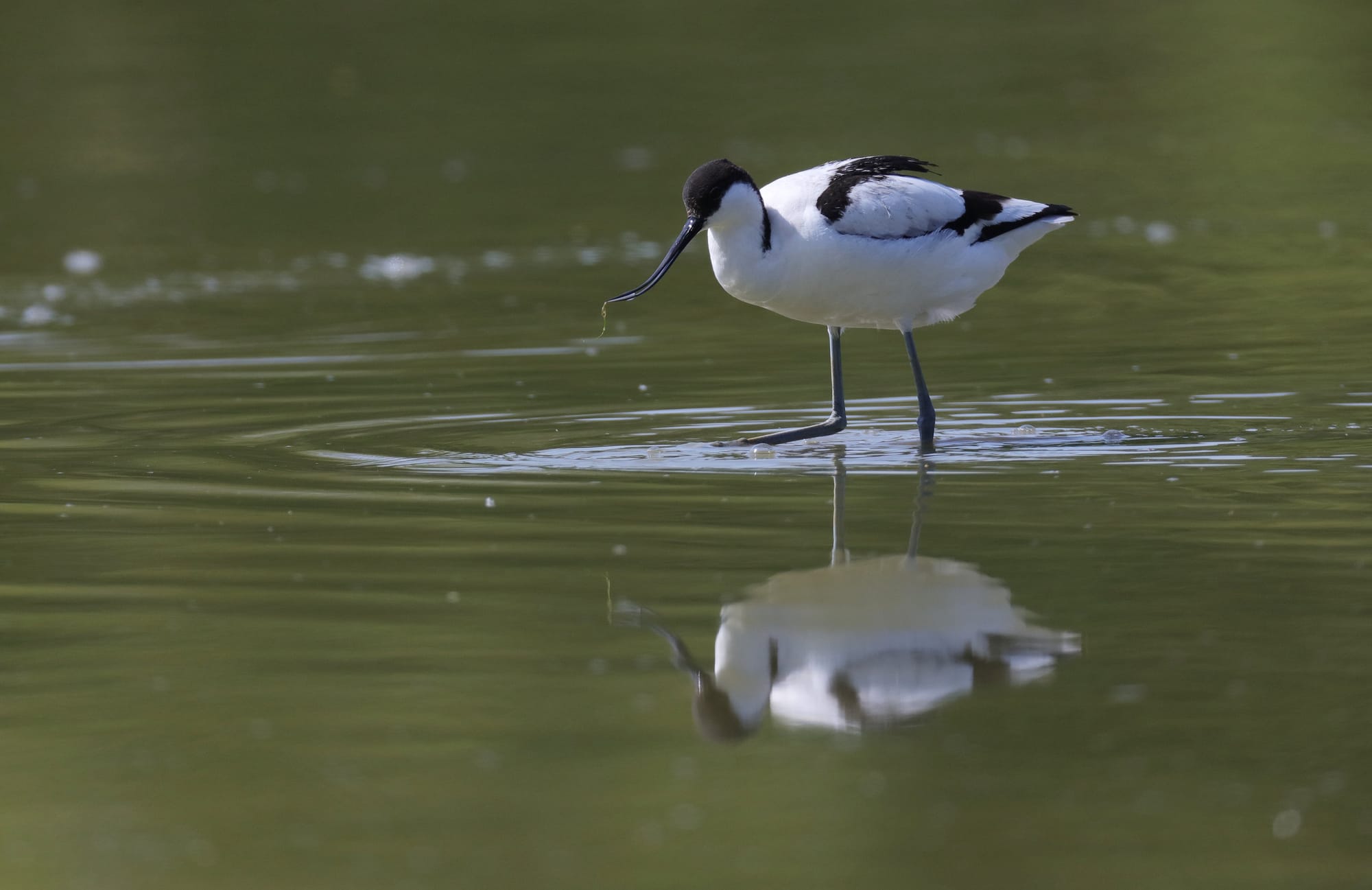 Avocetta Comune - Oasi di Torrile - Pianura Padana - Emilia-Romagna