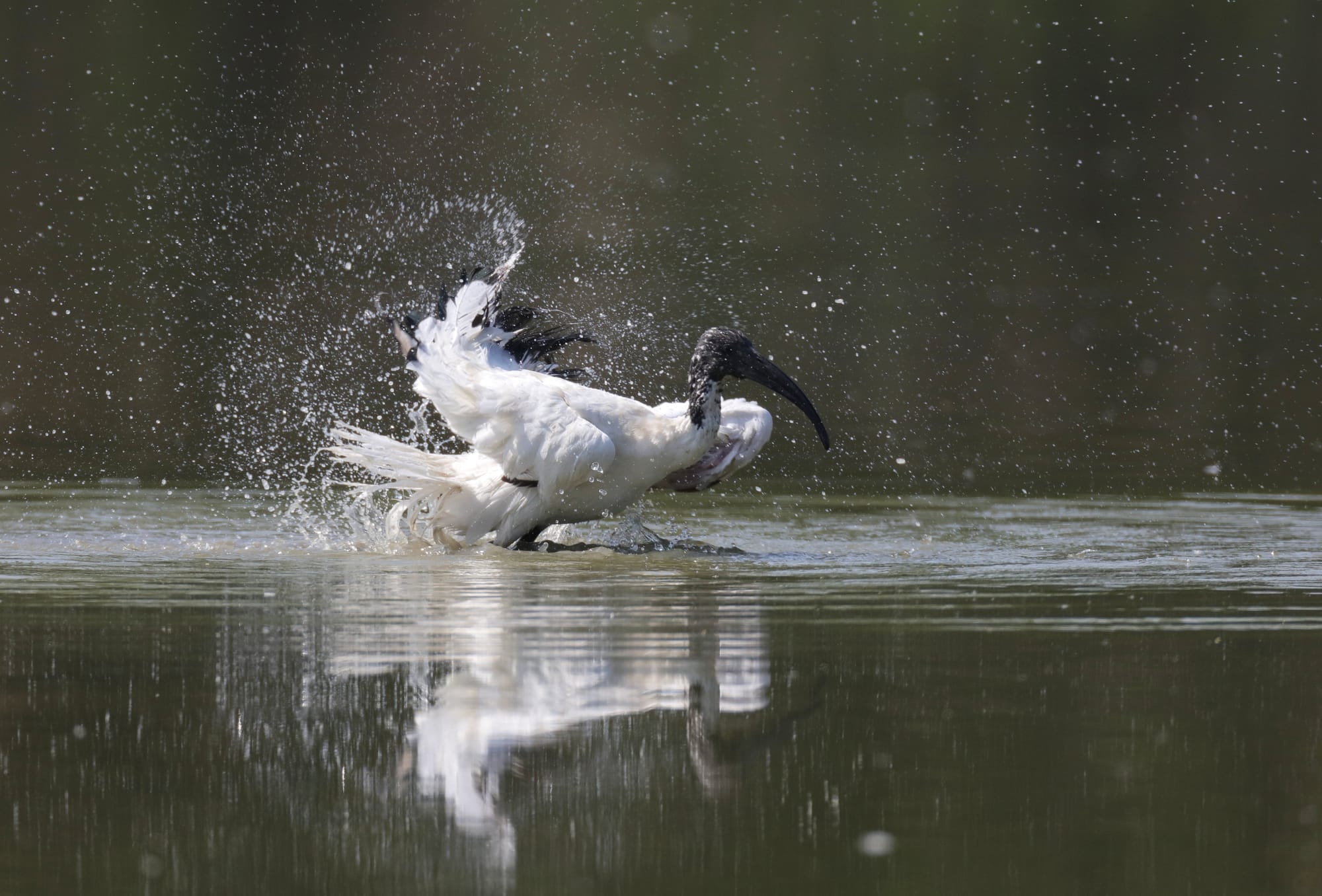 Ibis Sacro Africano - Oasi di Torrile - Pianura Padana - Emilia-Romagna