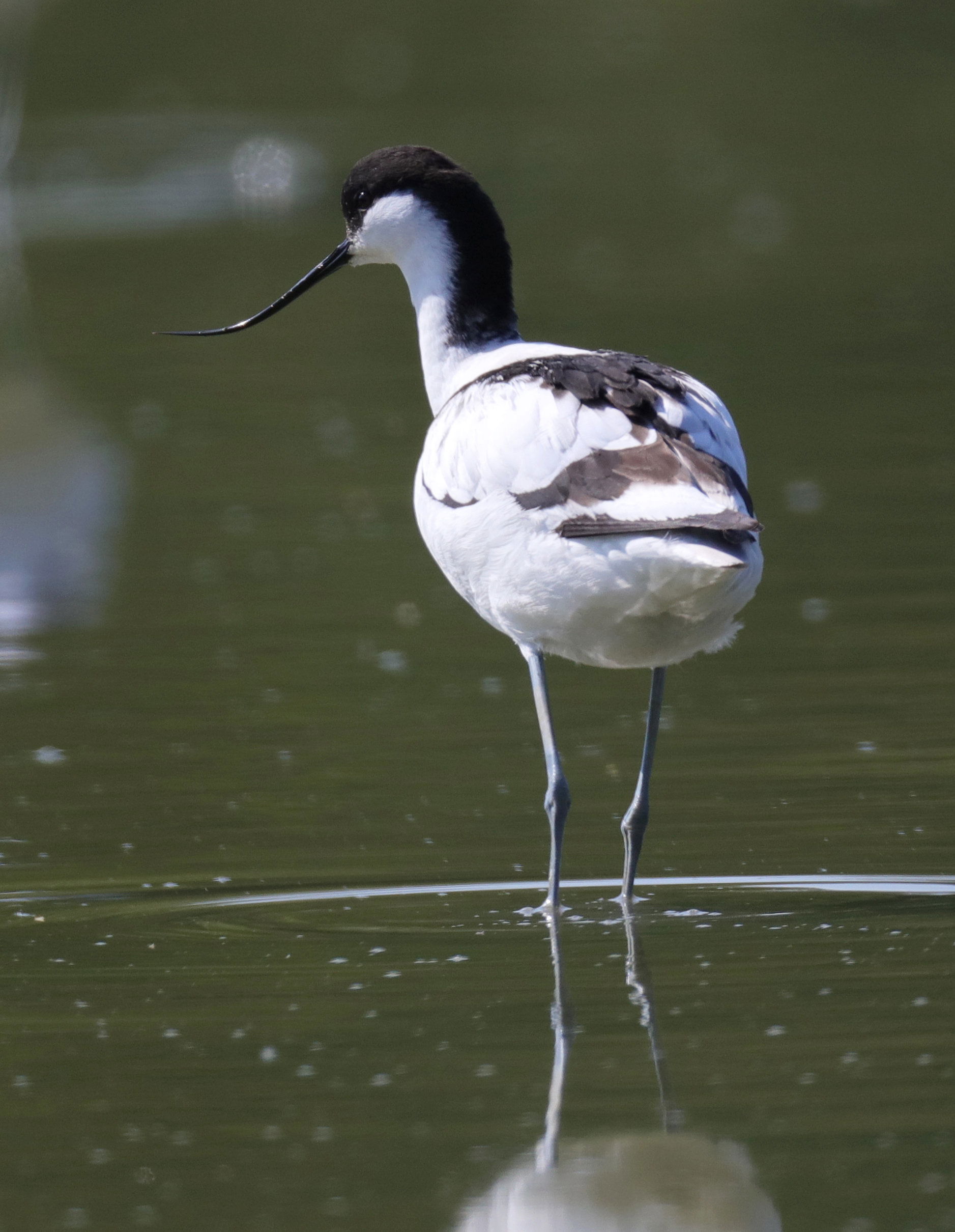 Avocetta Comune - Oasi di Torrile - Pianura Padana - Emilia-Romagna