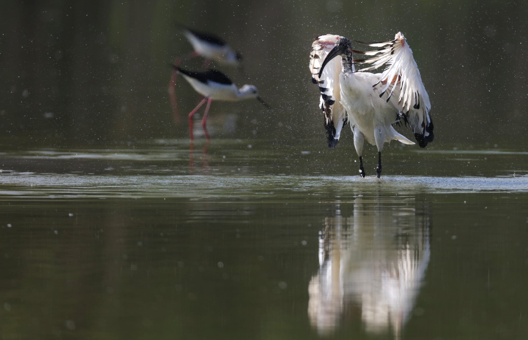 Heiliger Ibis - Oasi di Torrile - Po-Ebene - Emilia-Romagna - Italien