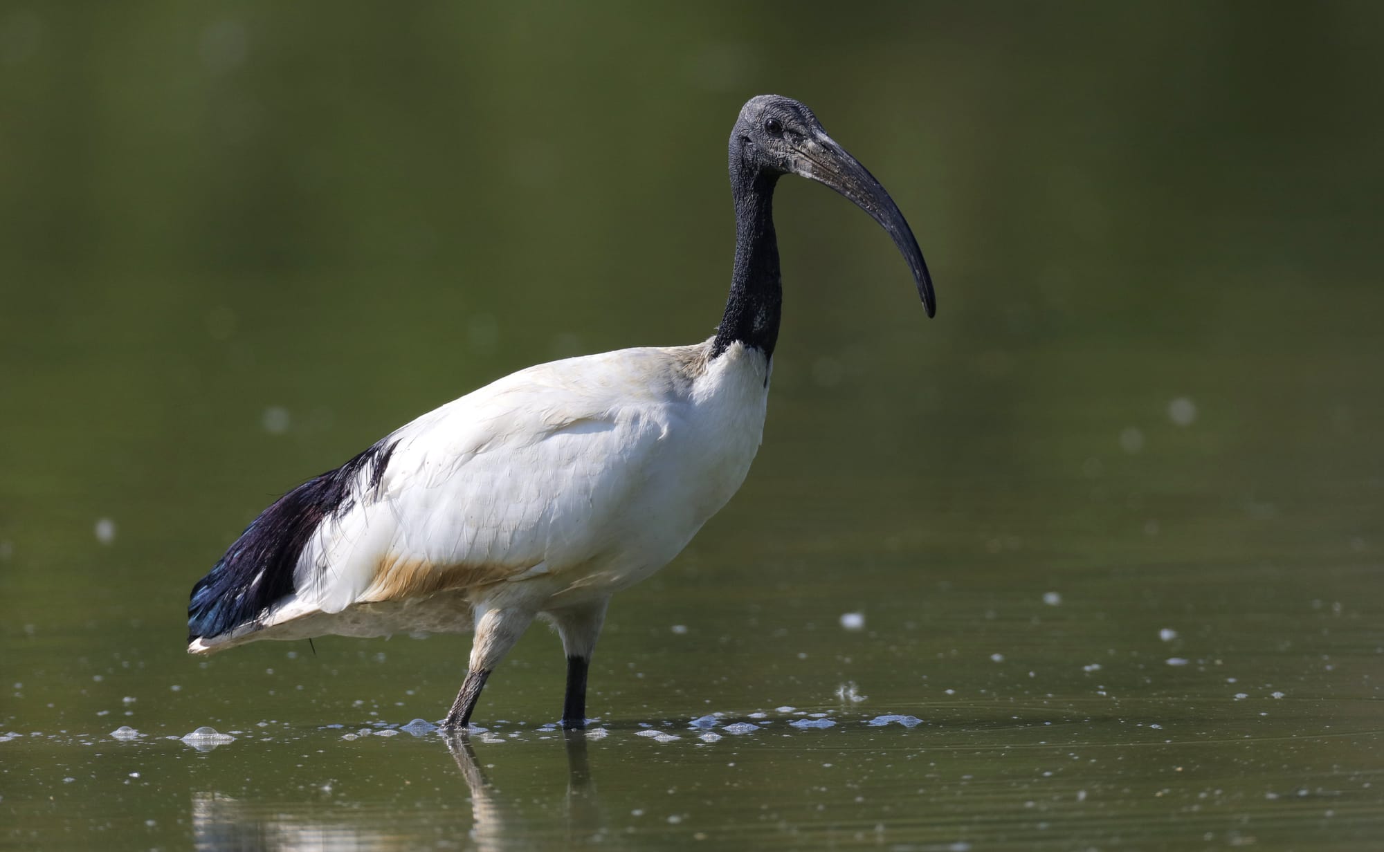 Ibis Sacro Africano - Oasi di Torrile - Pianura Padana - Emilia-Romagna