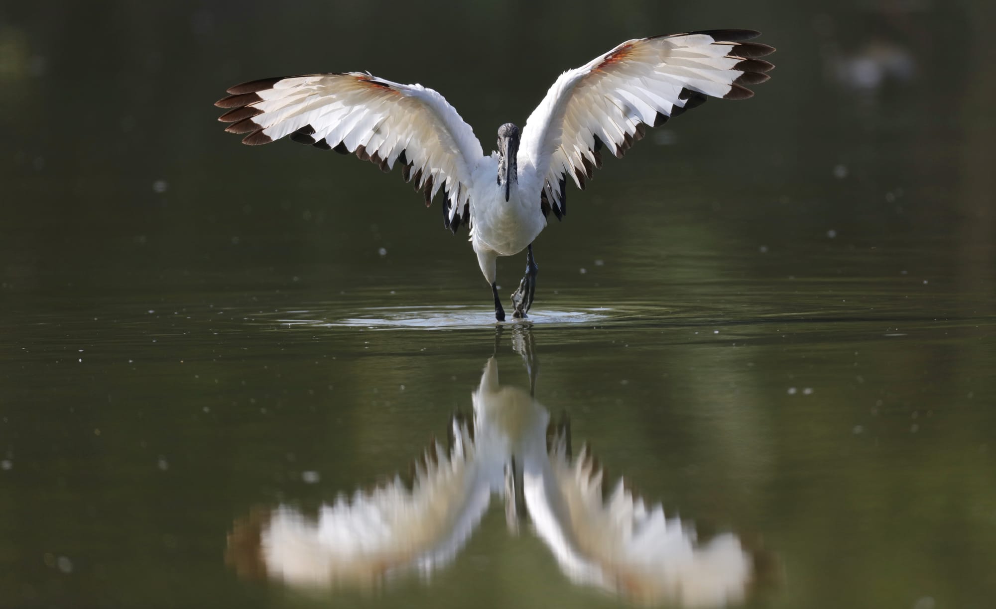 African Sacred Ibis - Oasi di Torrile - Po Valley - Emilia-Romagna