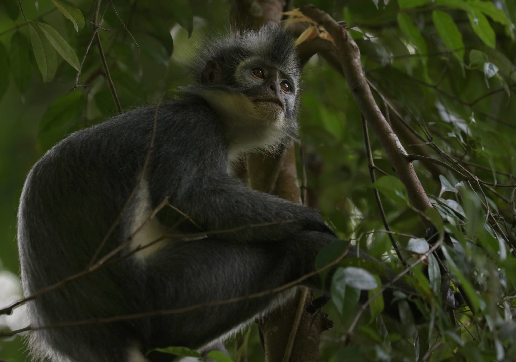 Thomas's Langur - National Park Gunung Leuser - Bukit Lawang