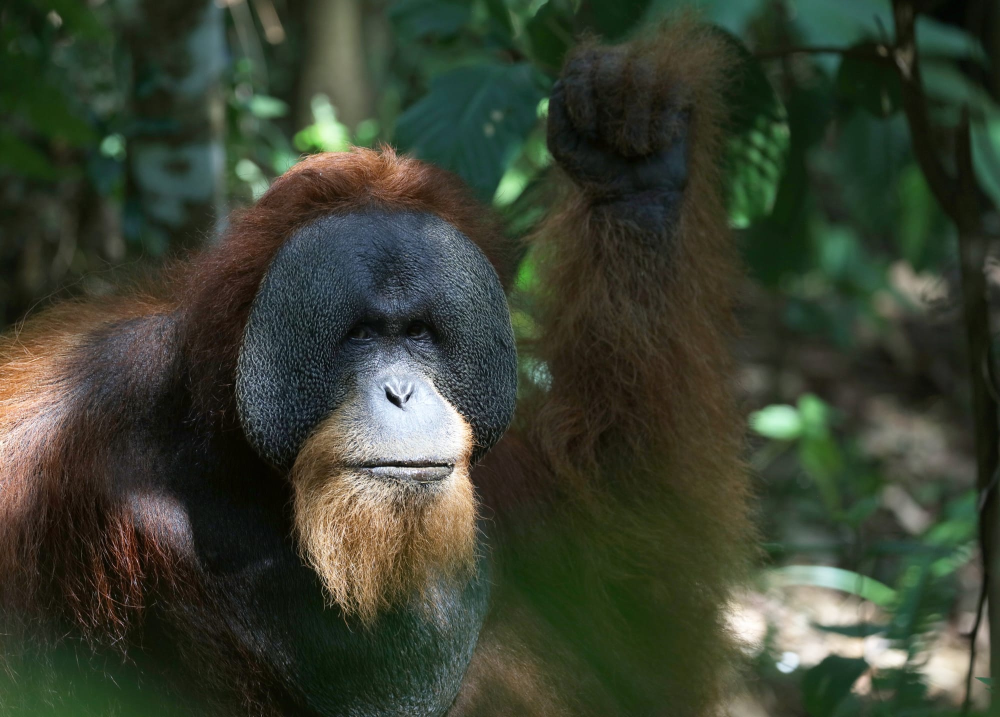 Alpha Male Sumatran Orangutan - Gunung Leuser National Park - Bukit Lawang