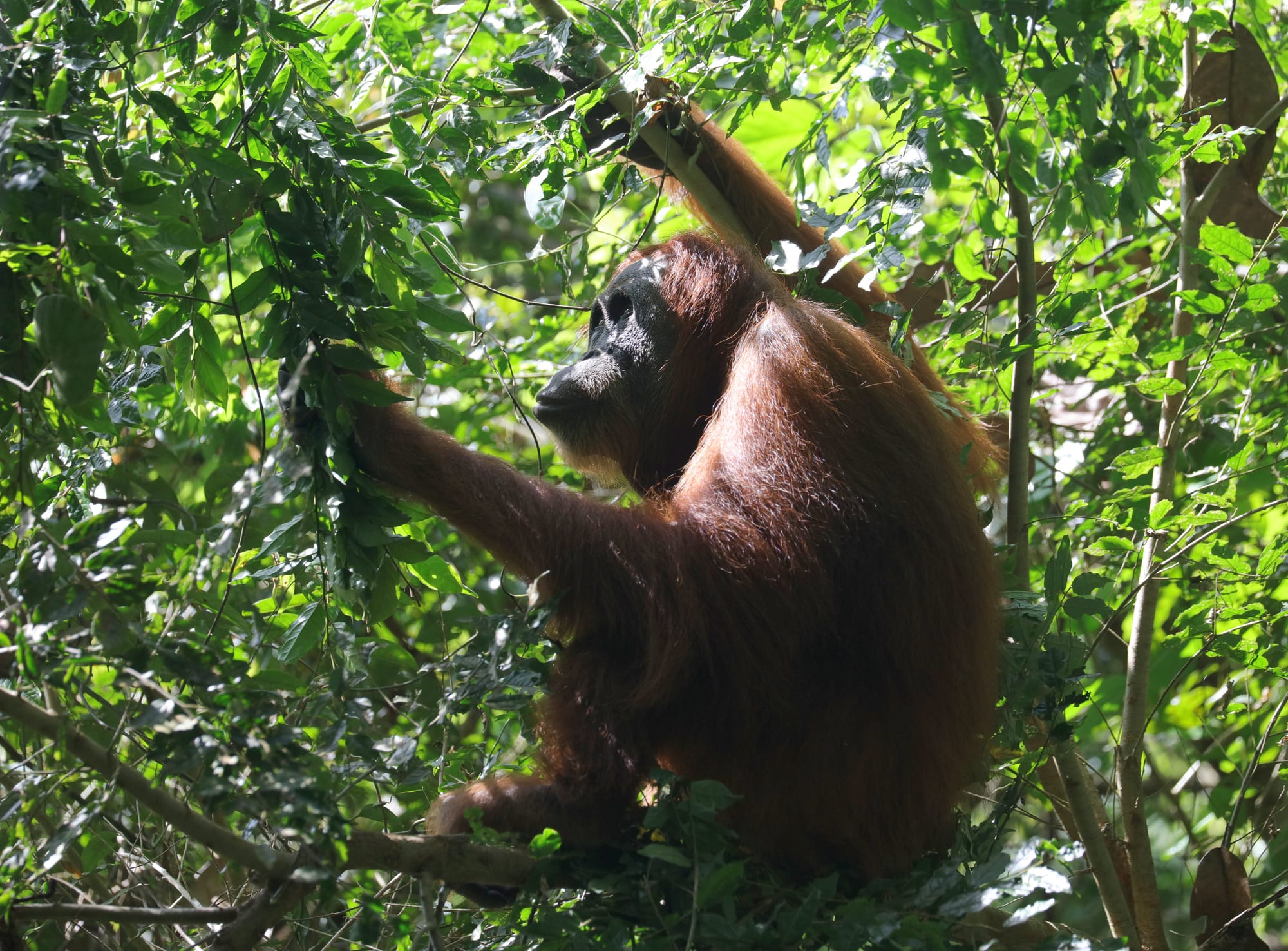 Female Sumatran Orangutan - National Park Gunung Leuser - Bukit Lawang
