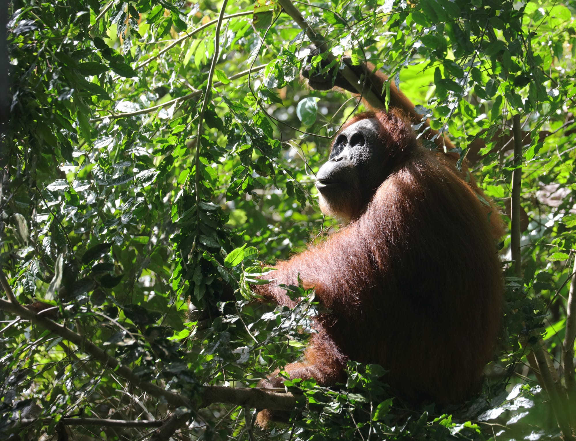 Female Sumatran Orangutan - National Park Gunung Leuser - Bukit Lawang