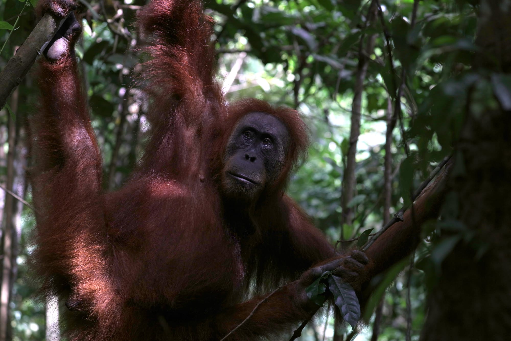 Female Sumatran Orangutan - National Park Gunung Leuser - Bukit Lawang