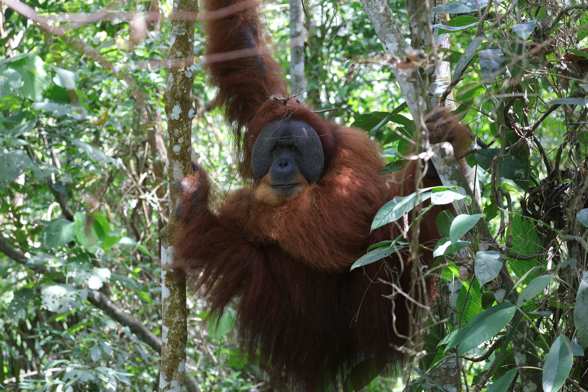 Male Sumatran Orangutan - National Park Gunung Leuser - Bukit Lawang