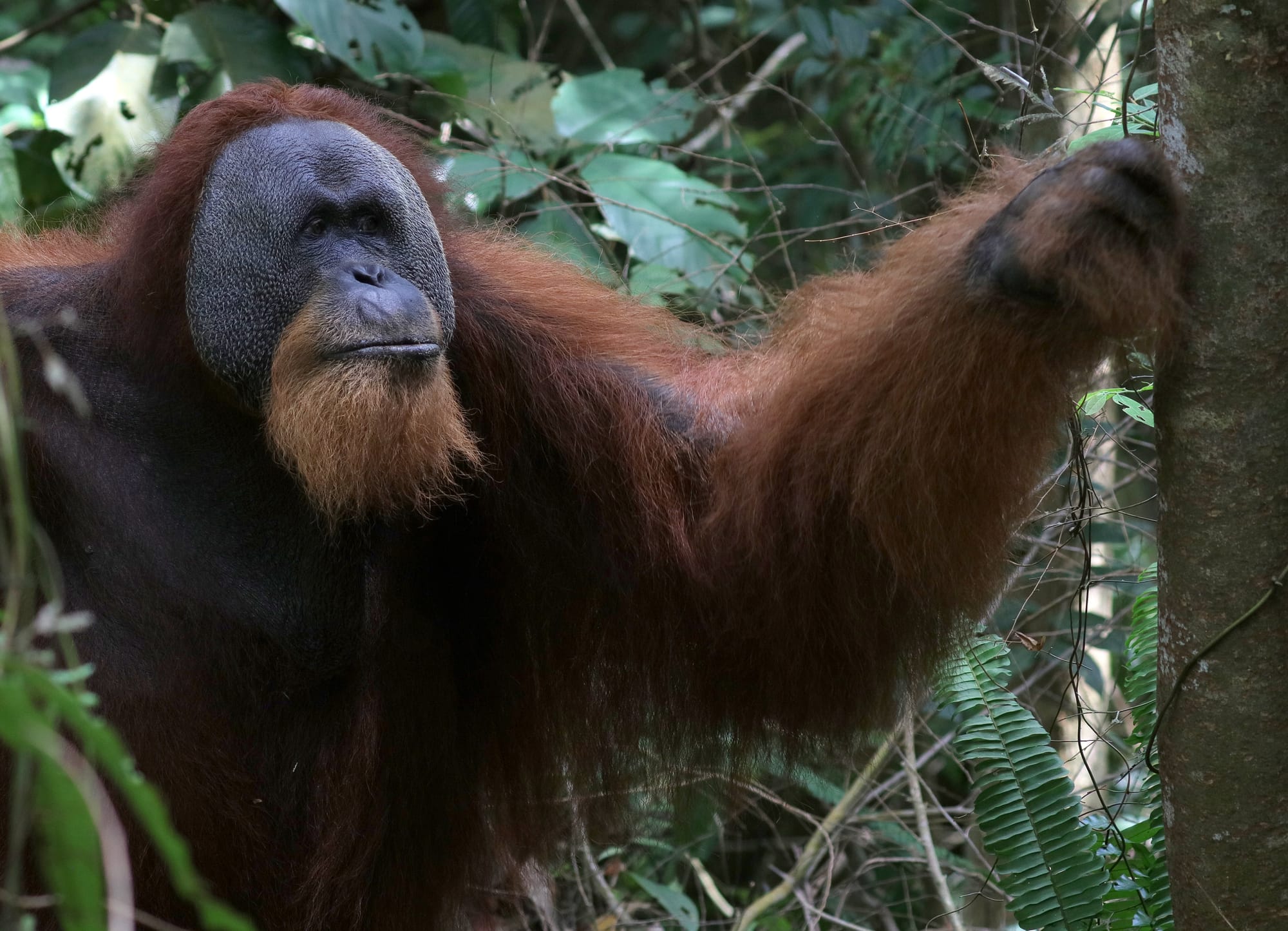 Alpha Male Sumatran Orangutan - Gunung Leuser National Park - Bukit Lawang